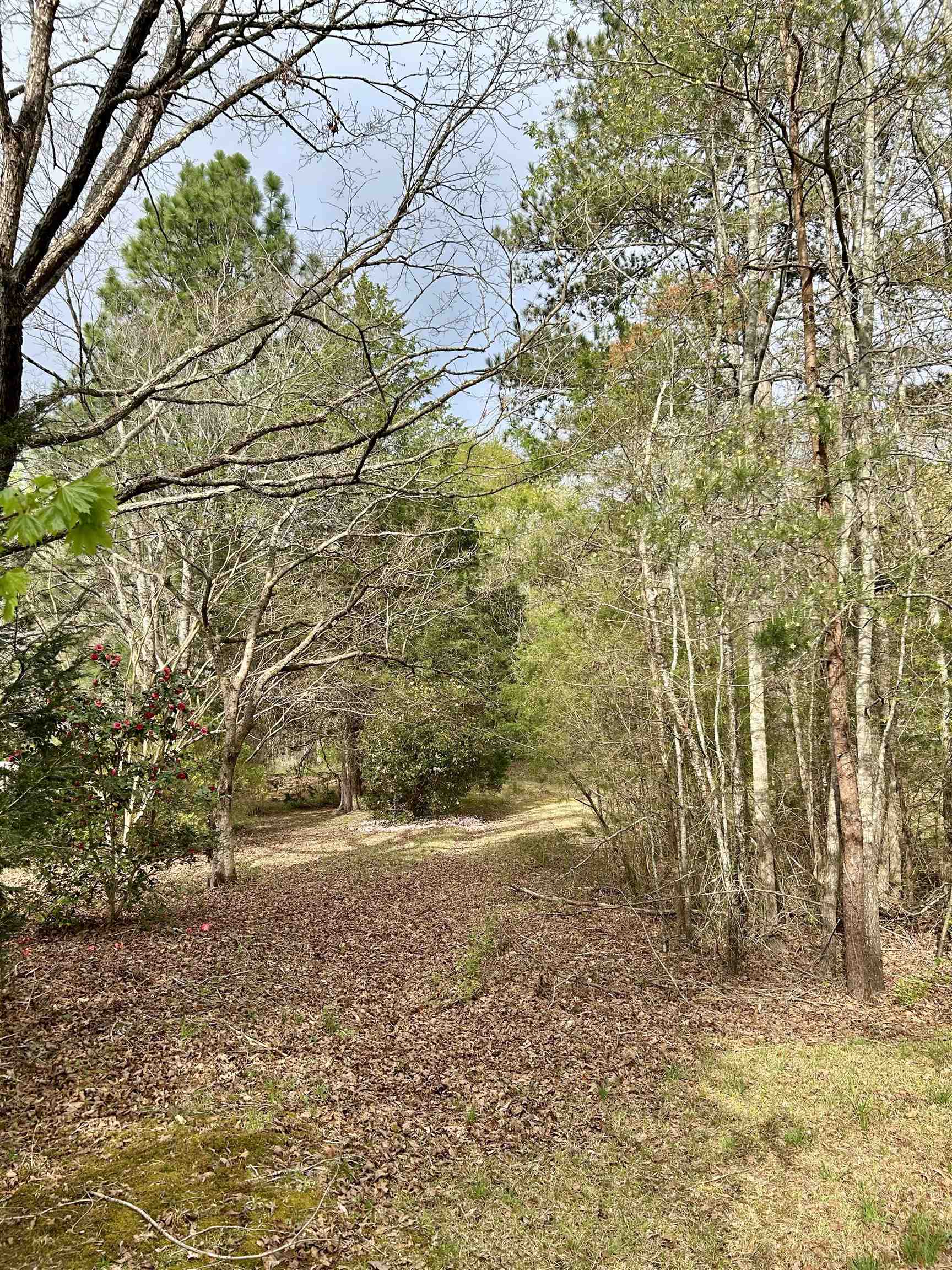 1254 Camp Creek Road, Taylors, South Carolina image 10
