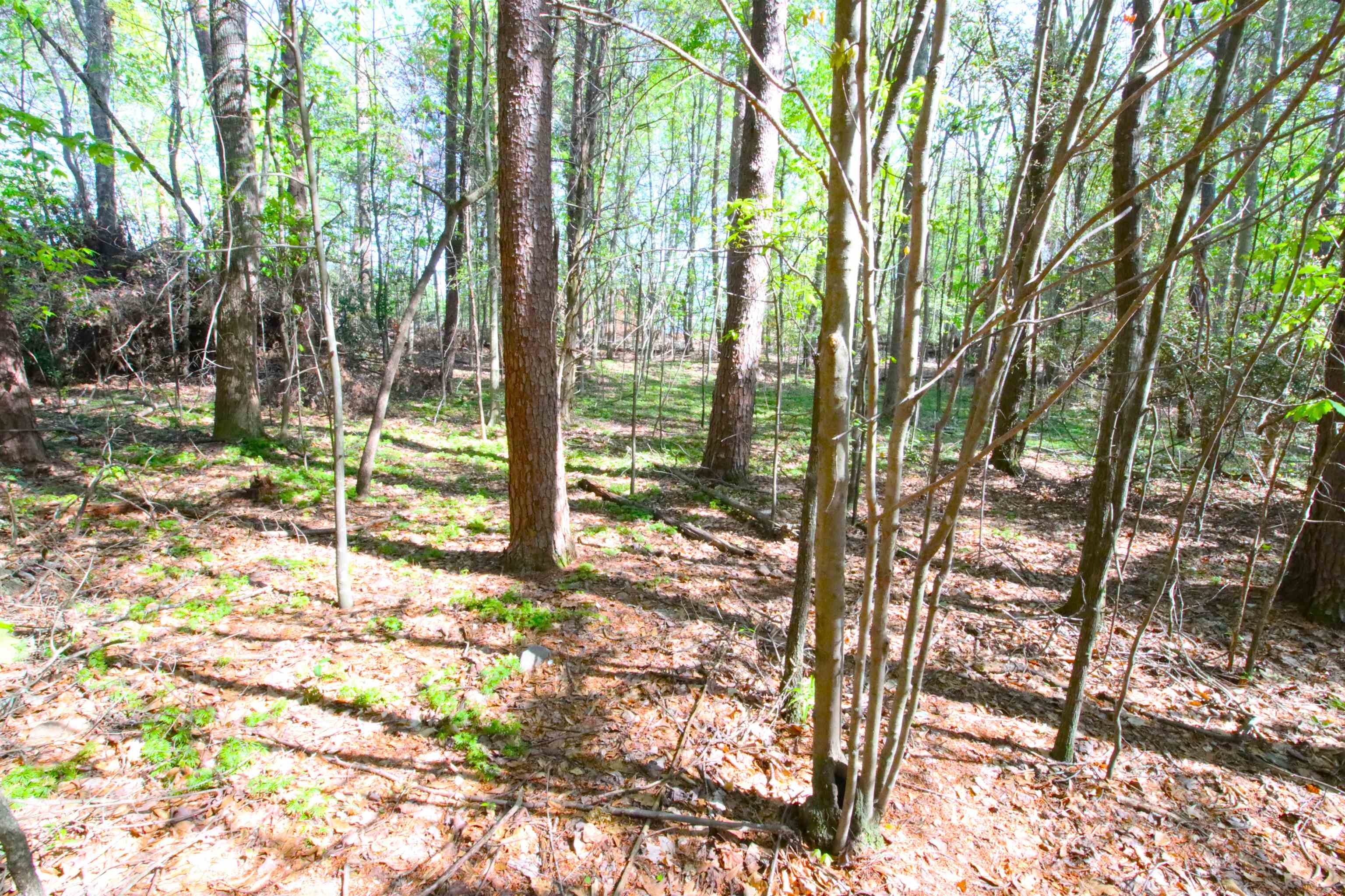Emma Cudd Road, Spartanburg, South Carolina image 5