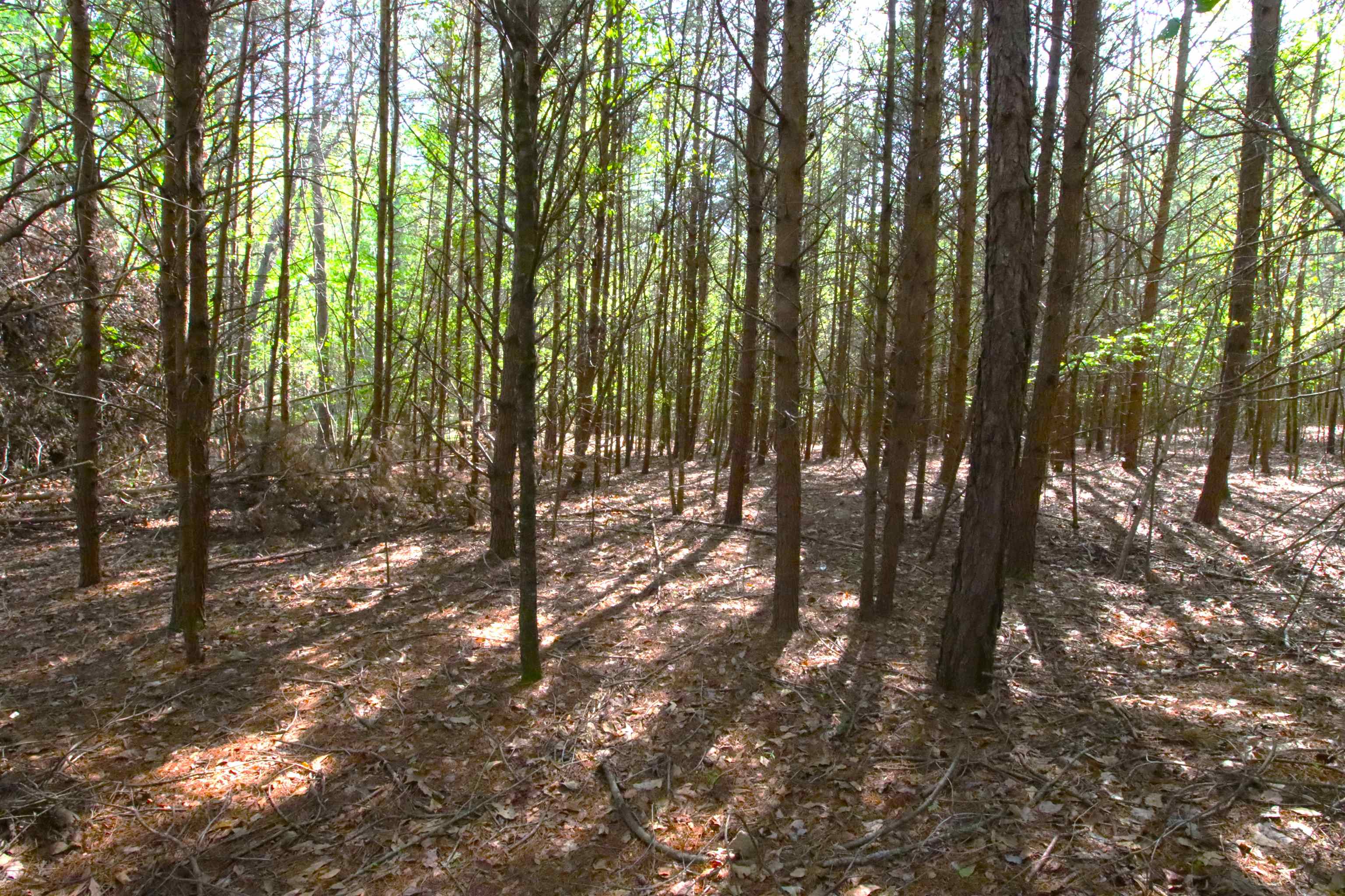 Emma Cudd Road, Spartanburg, South Carolina image 3