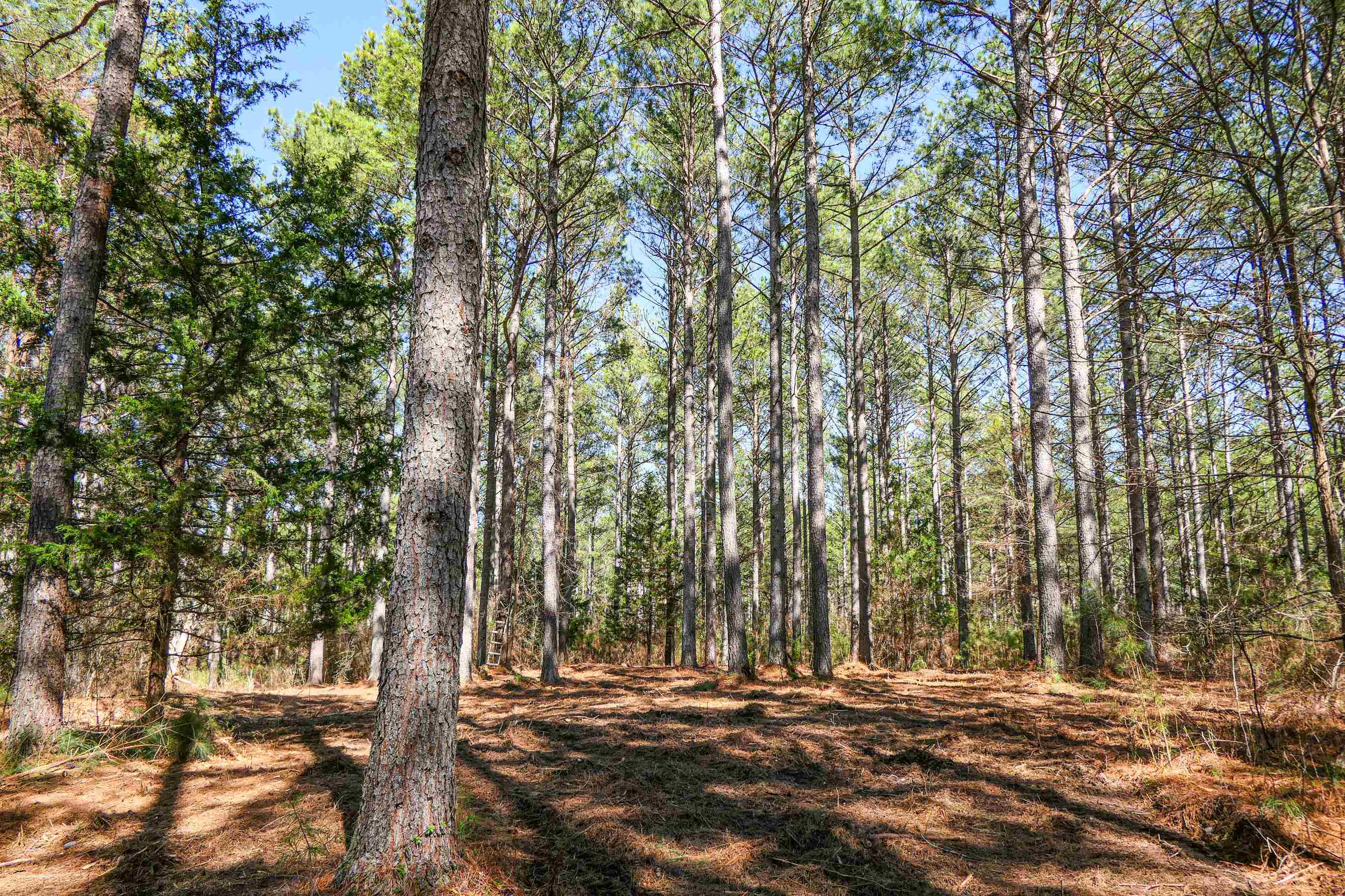 Asbury Road, Pacolet, South Carolina image 7