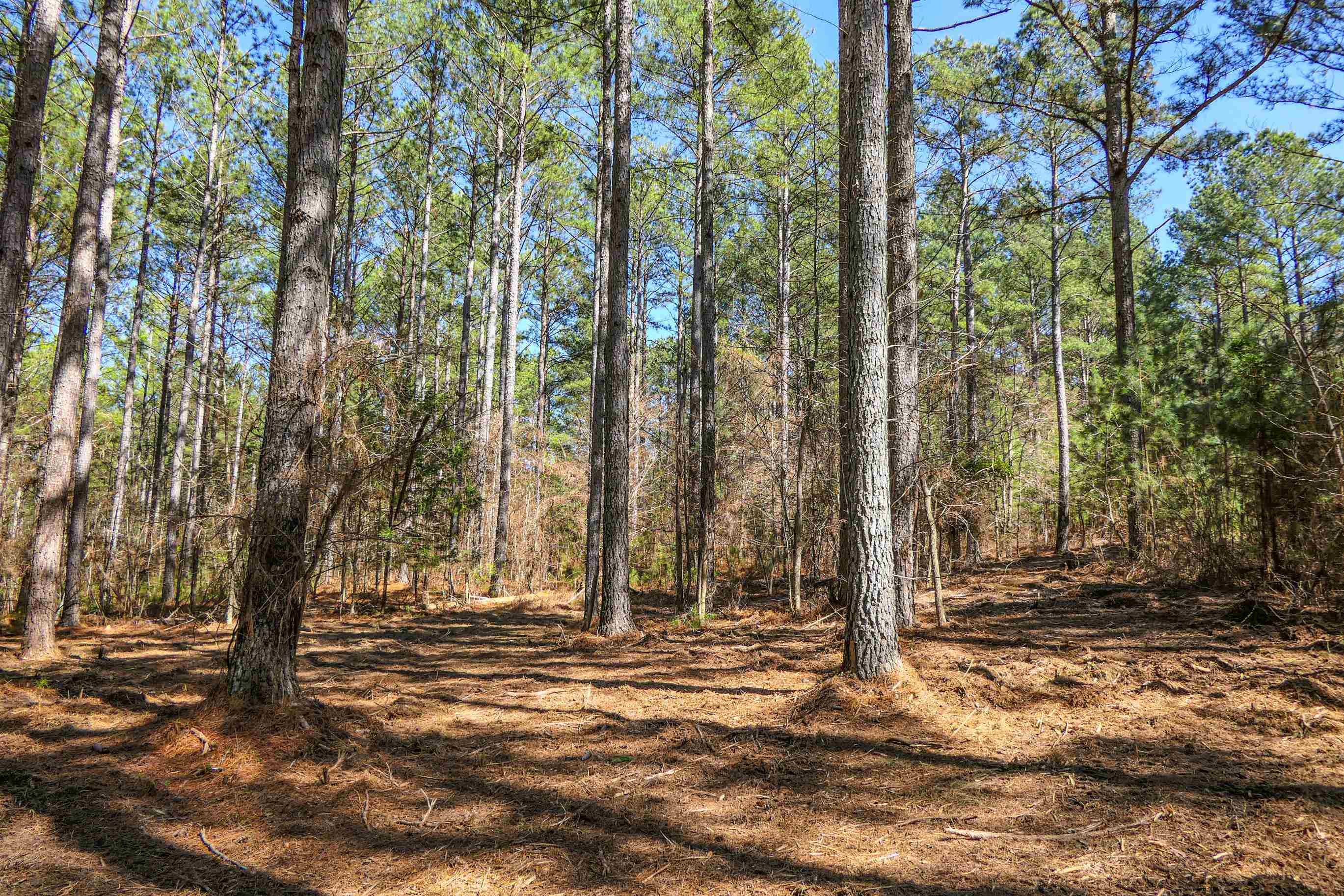 Asbury Road, Pacolet, South Carolina image 6