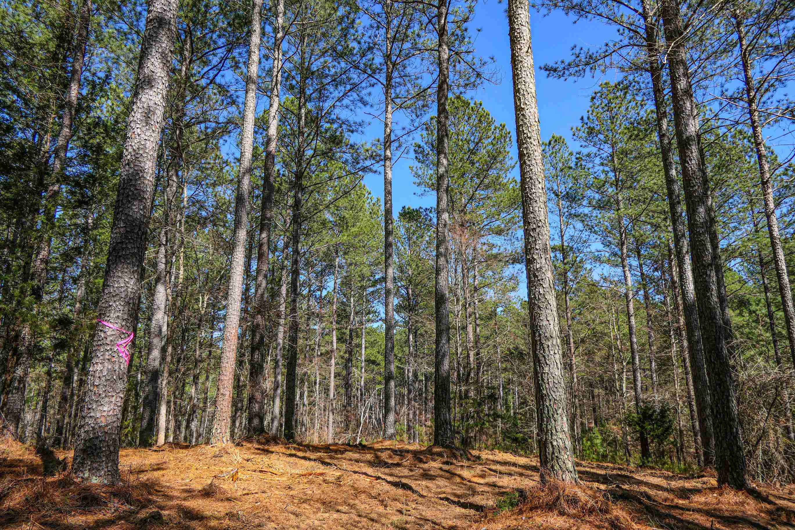 Asbury Road, Pacolet, South Carolina image 1