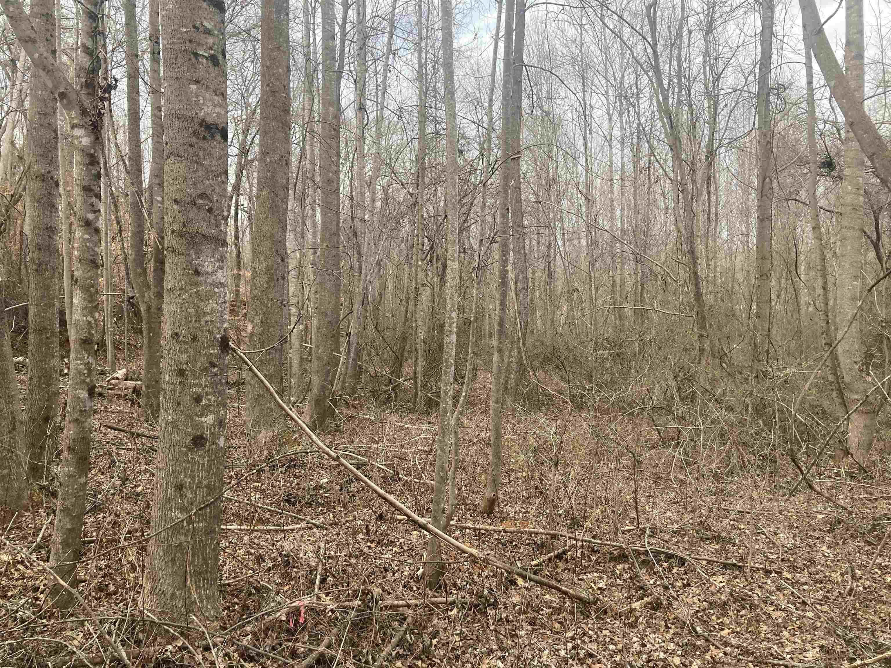 163 Rockingham Road, Duncan, South Carolina image 6