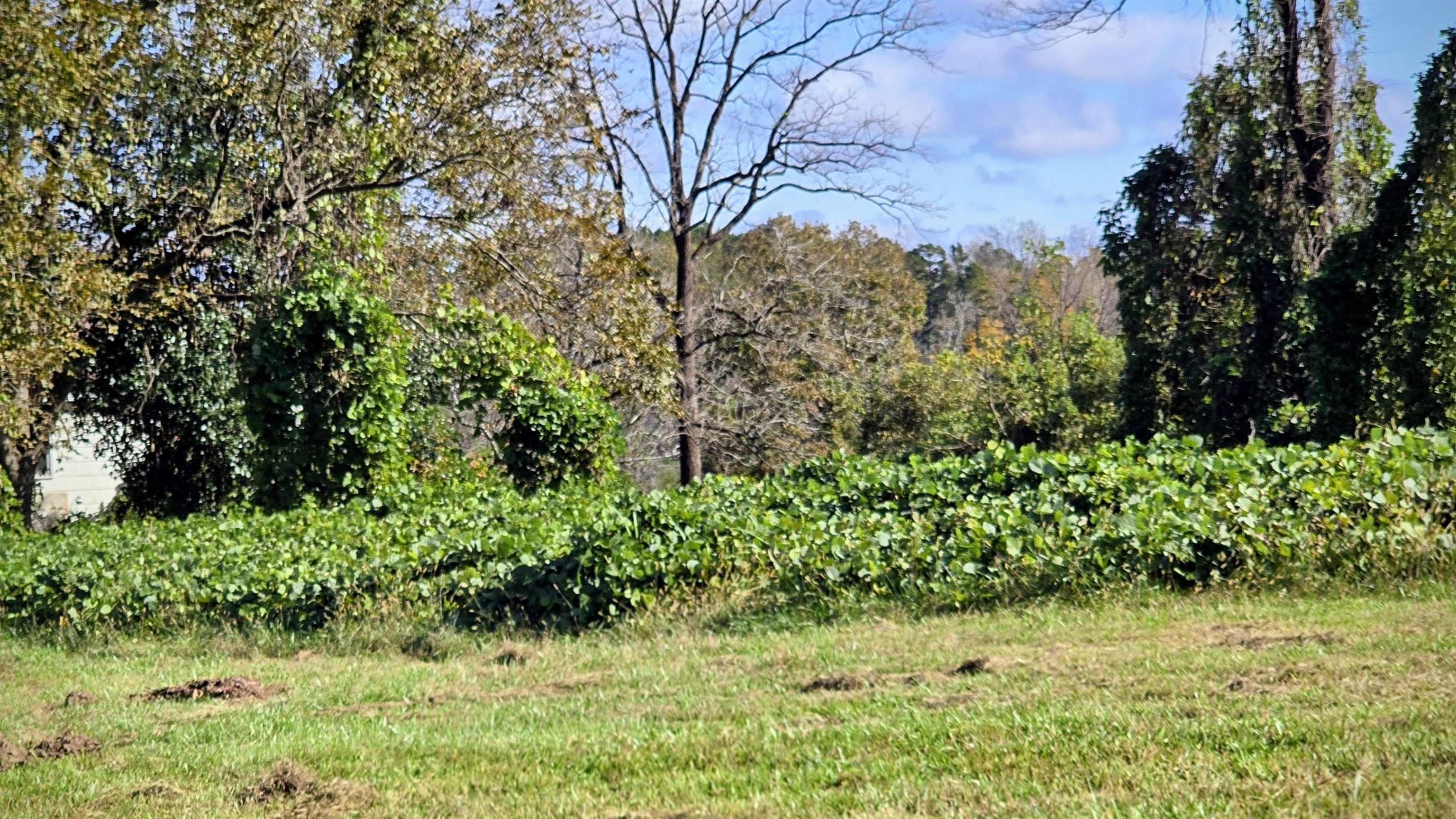 1812 N Limestone Street, Gaffney, South Carolina image 6