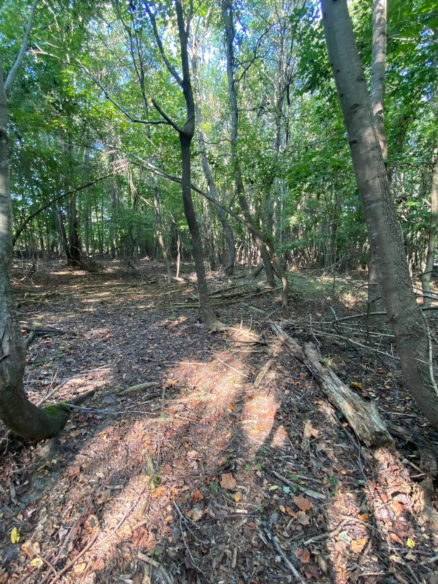 Frontier Road, Enoree, South Carolina image 7