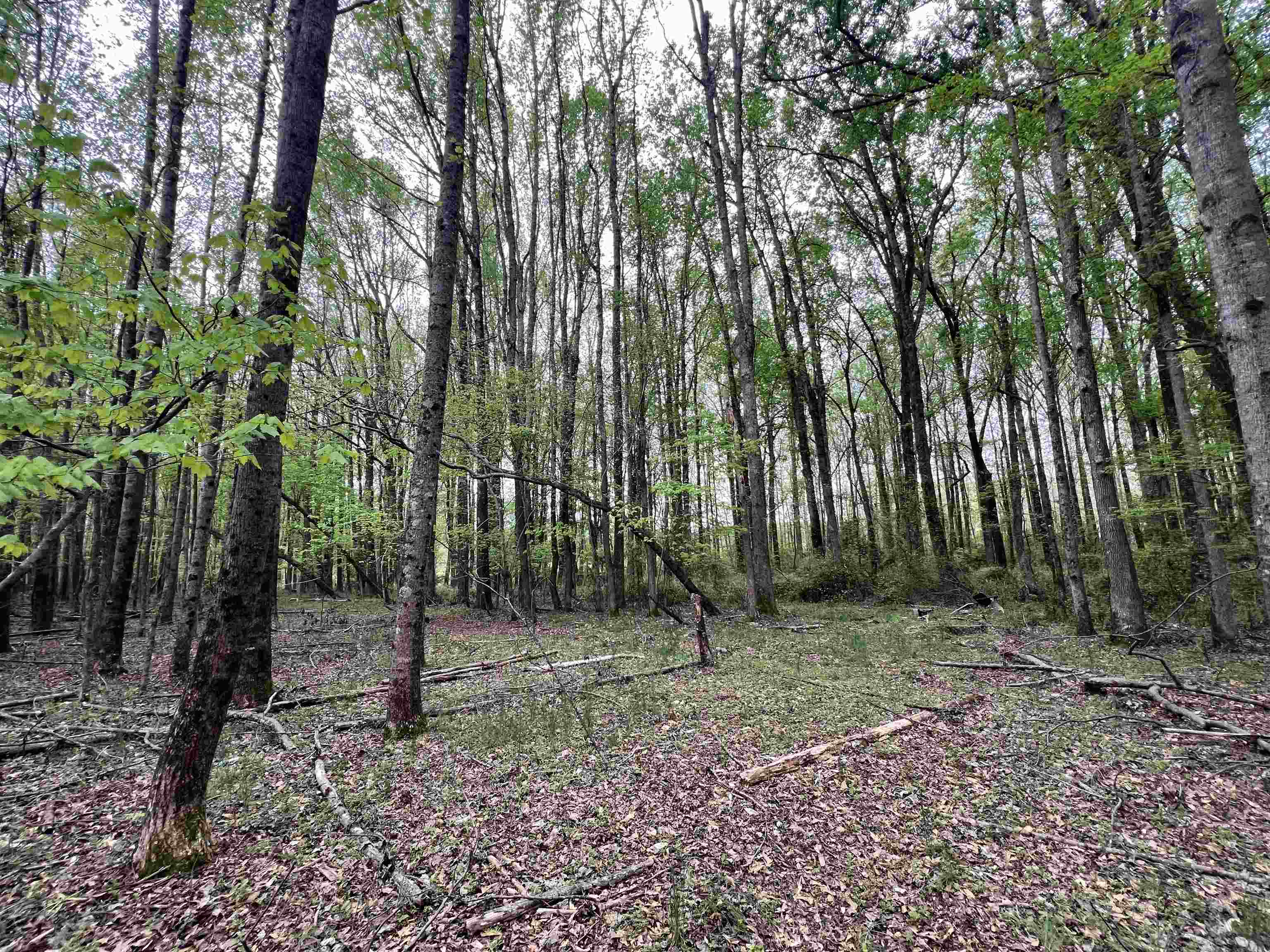 639 Settle Road, Inman, South Carolina image 6