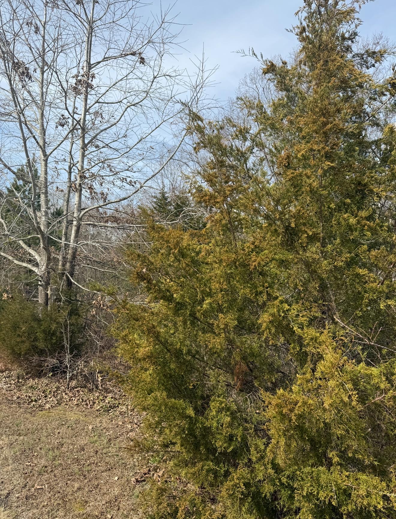 Garrett Dr, Laurens, South Carolina image 5