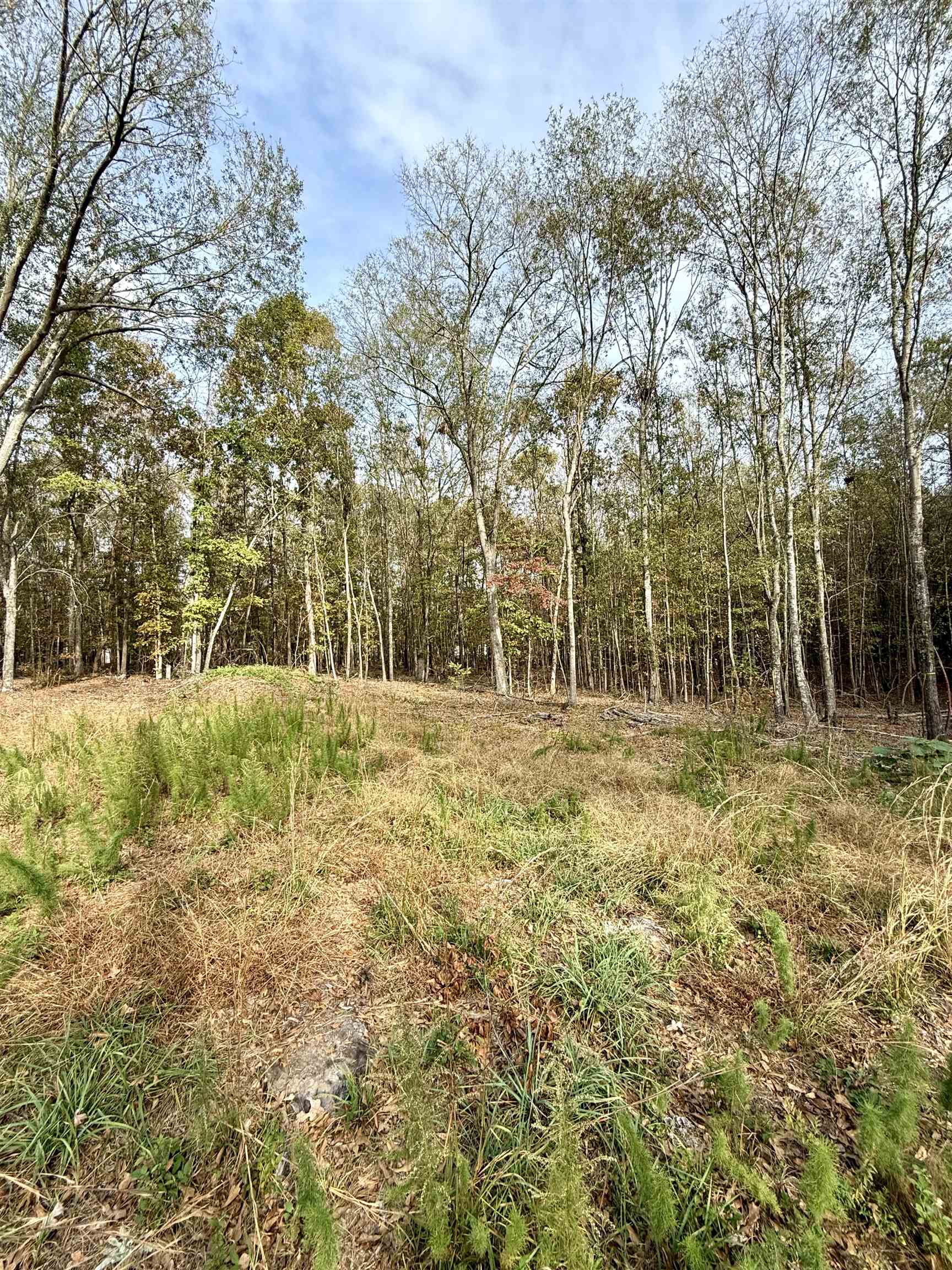 Santee Street, Cowpens, South Carolina image 7