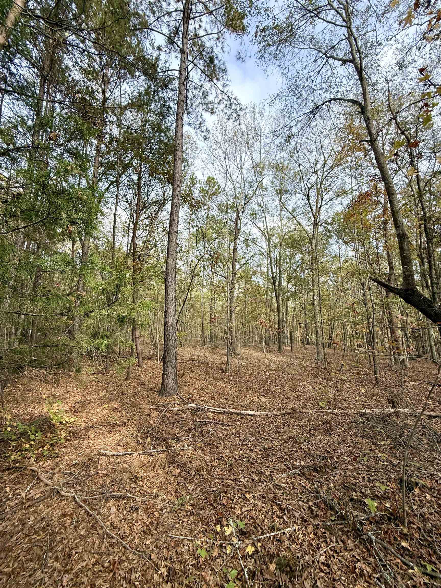 Santee Street, Cowpens, South Carolina image 15