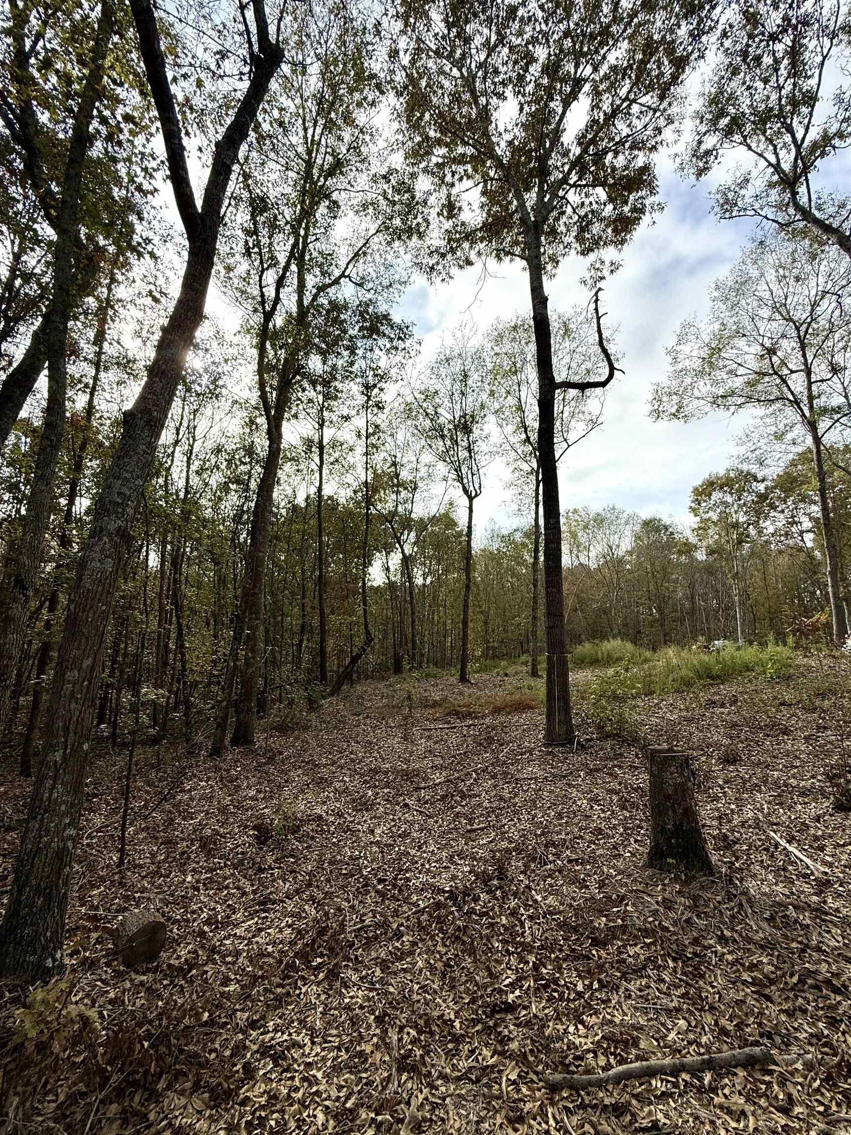 Santee Street, Cowpens, South Carolina image 6