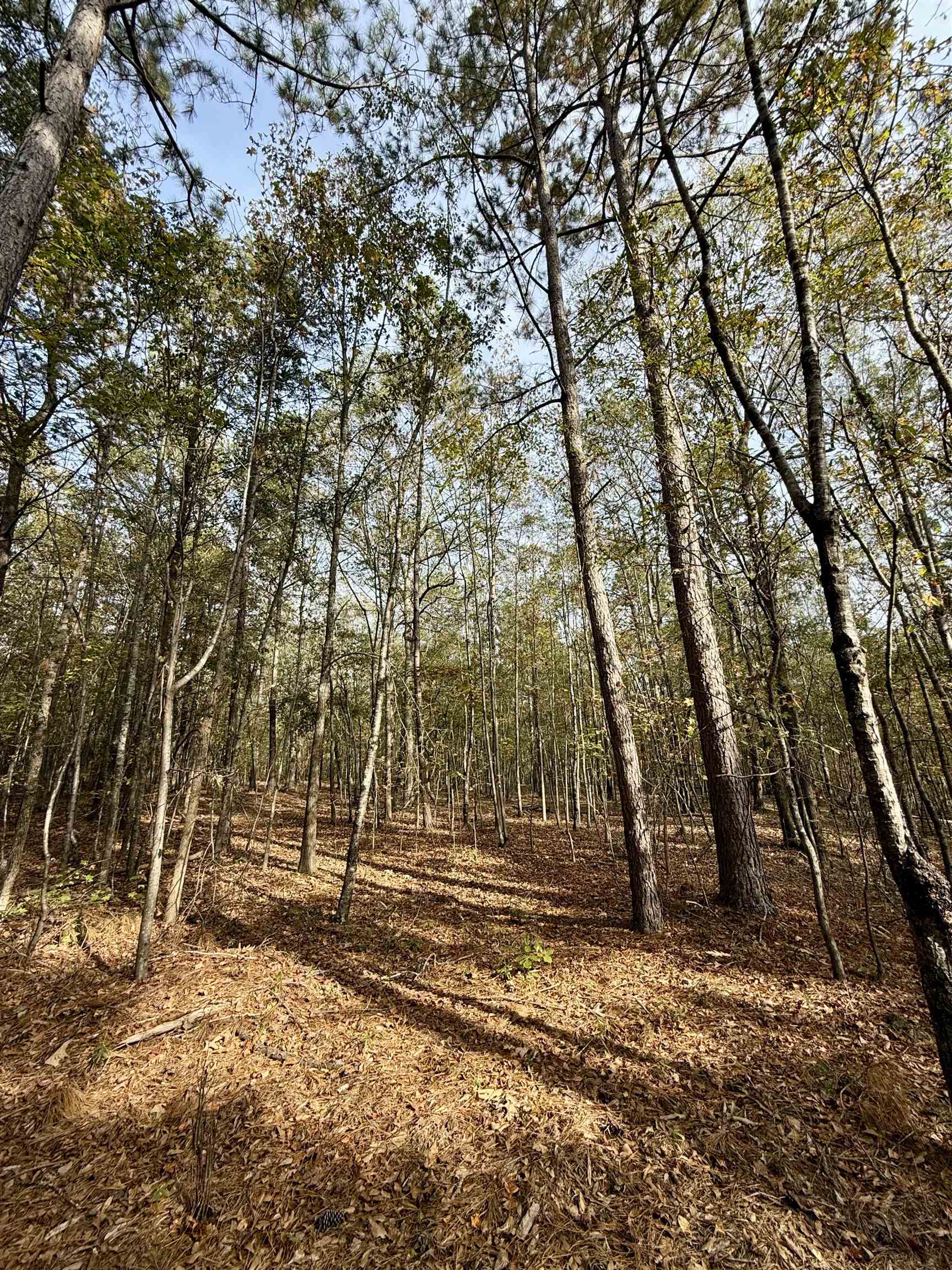 Santee Street, Cowpens, South Carolina image 5