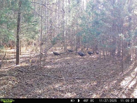 Vacant Land For Sale - 00 Simpson Mill Road<br/> Laurens, SC 29360