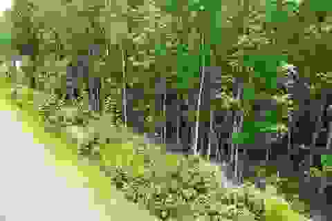 Slider Thumb