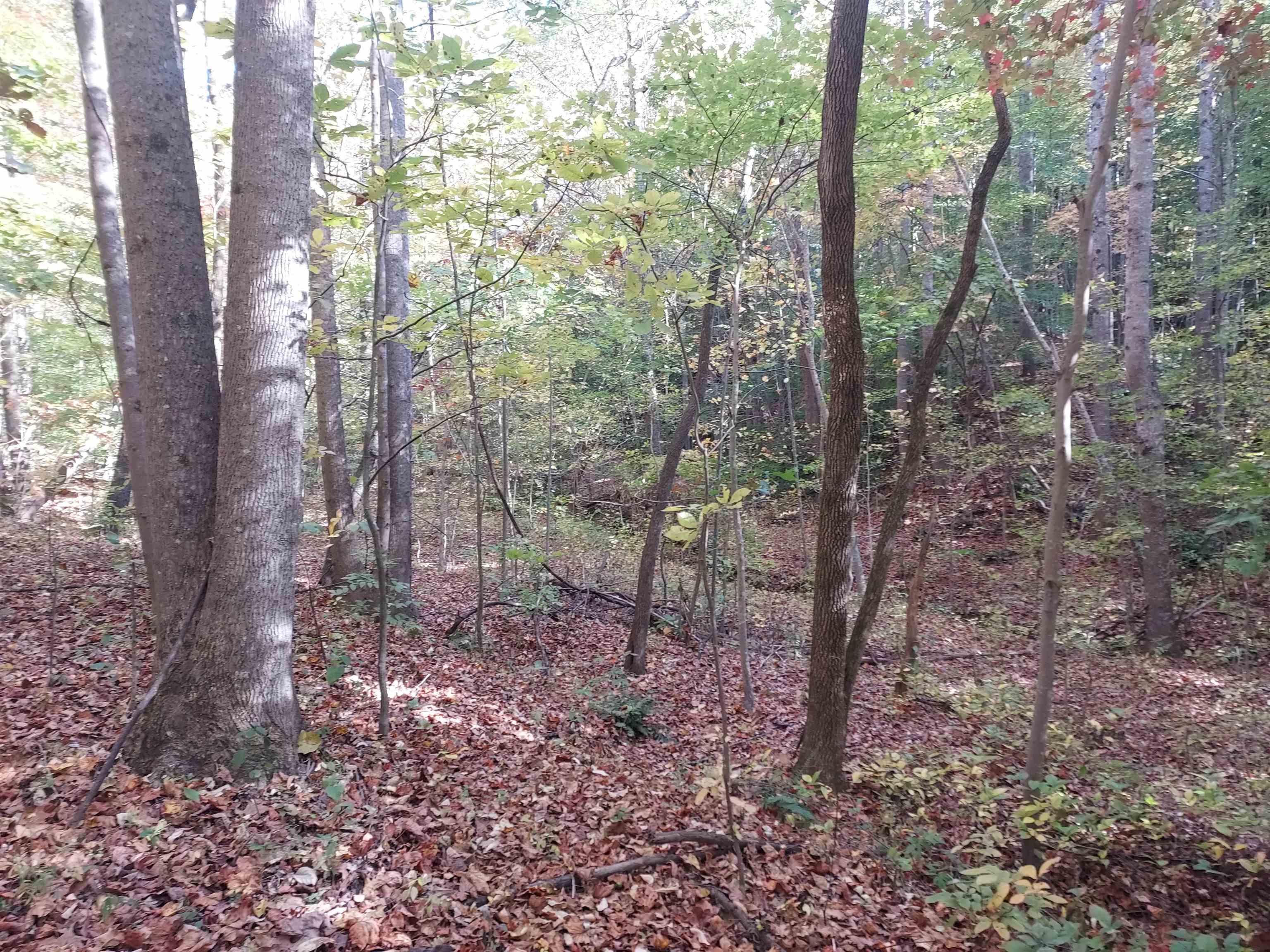 5 Acres Blue Ridge Trail, Columbus, North Carolina image 4