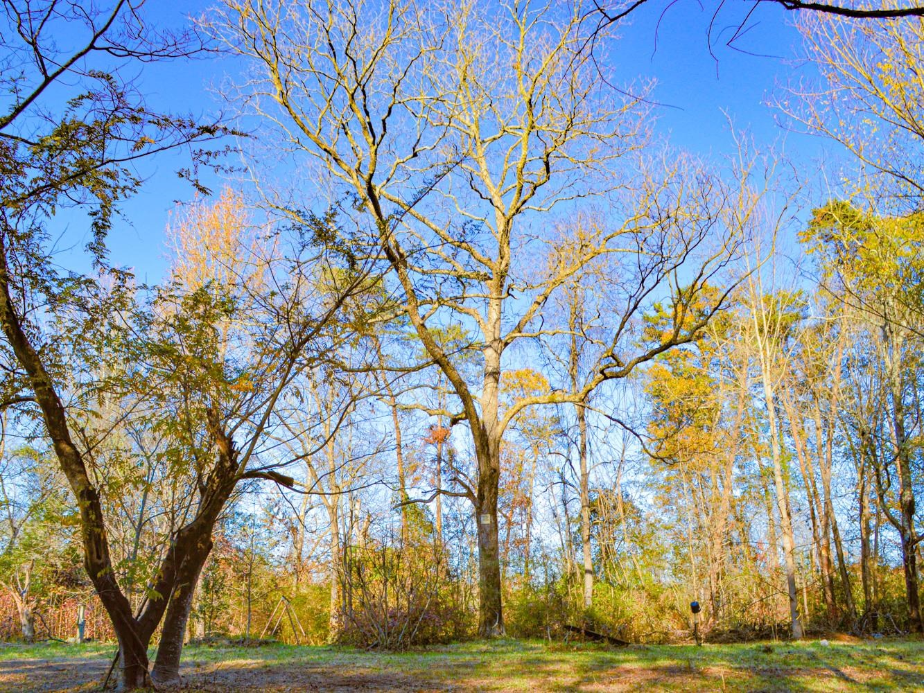 Lake Cunningham Road, Greer, South Carolina image 12