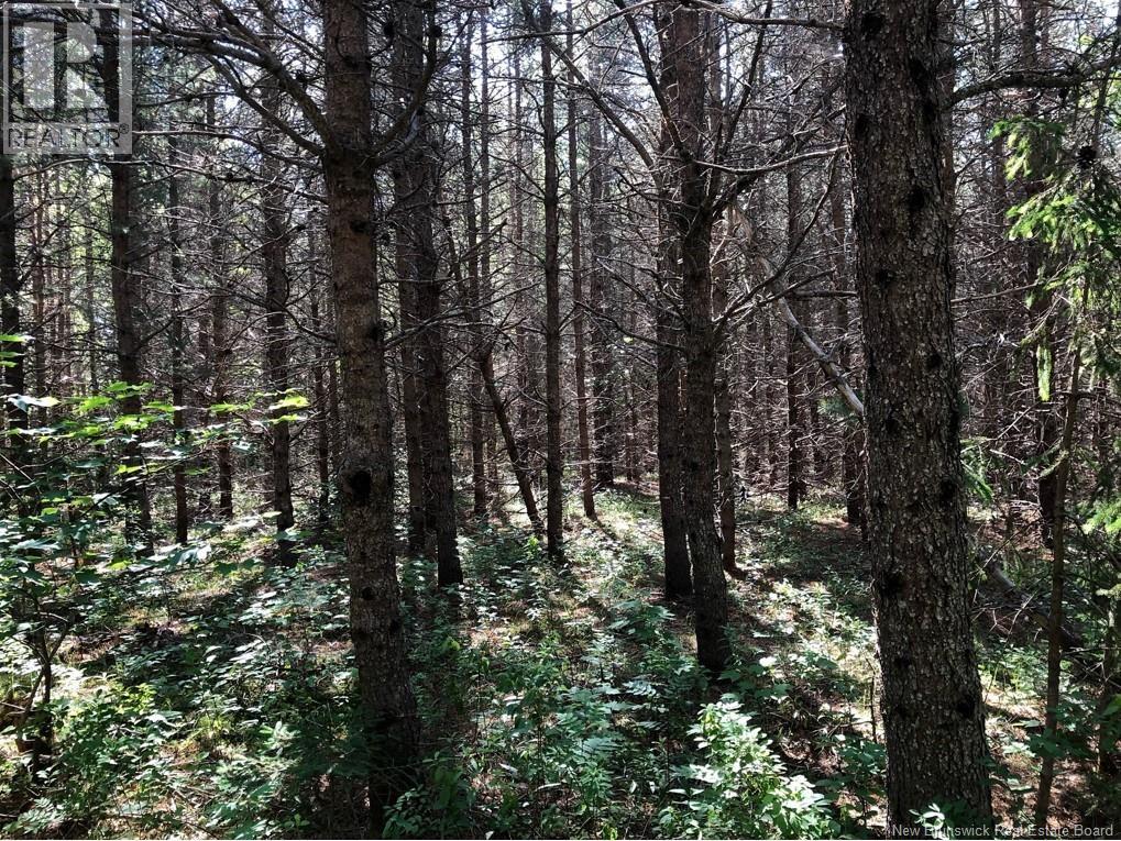 Lot 26-9 Route 495 - Photo 4