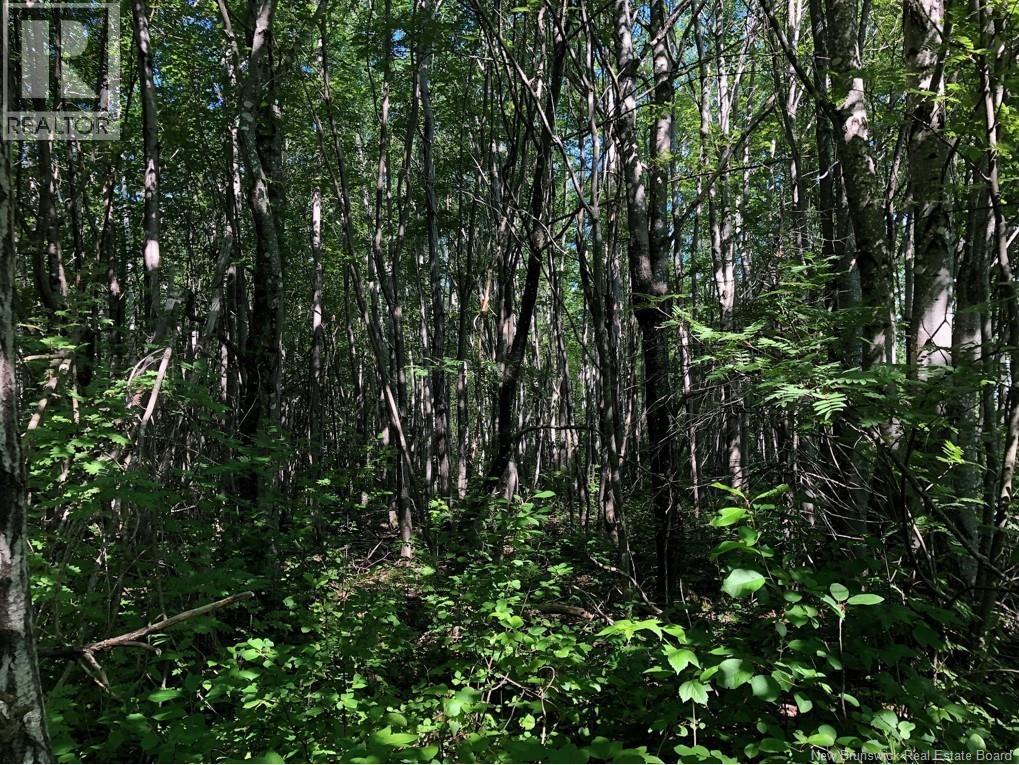 Lot 26-7 Route 495 - Photo 4
