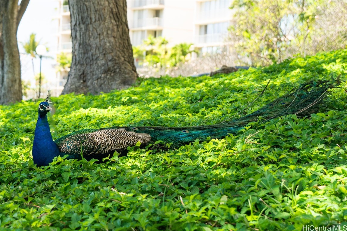 Makaha Valley Towers Condominium