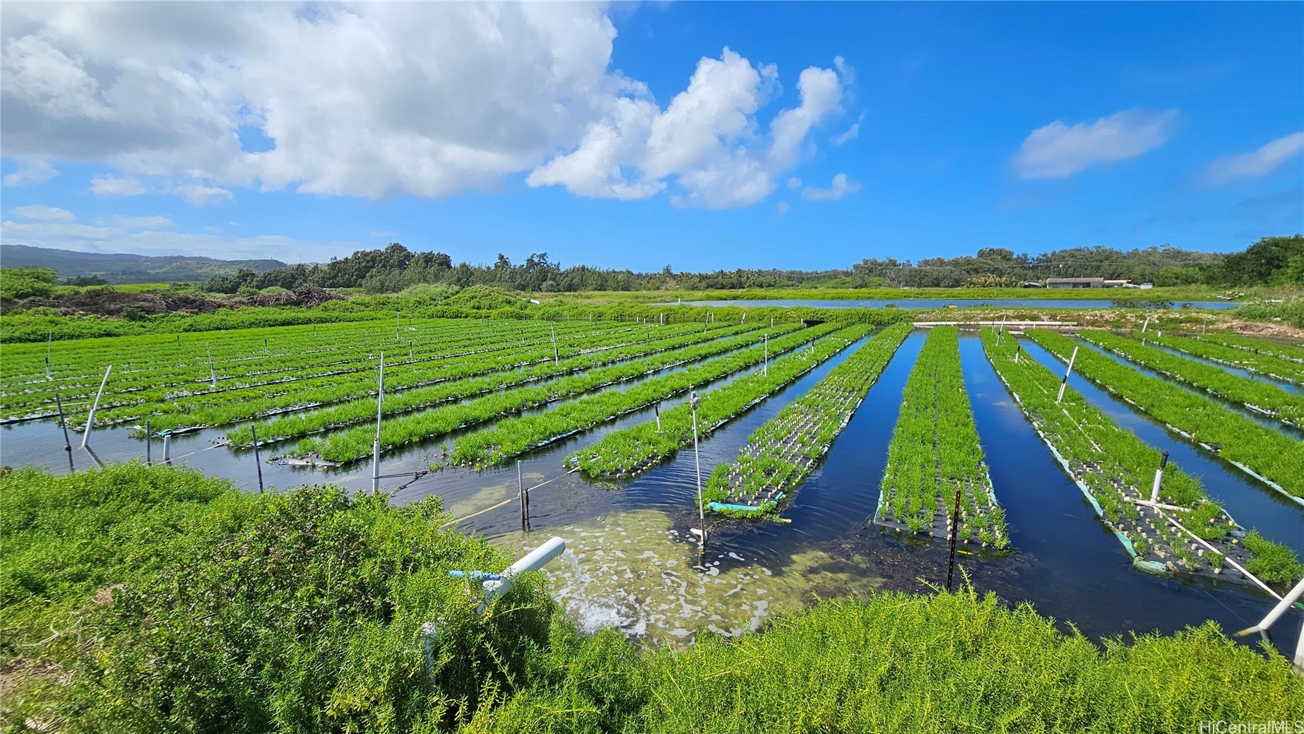 56-1081 Kamehameha Highway