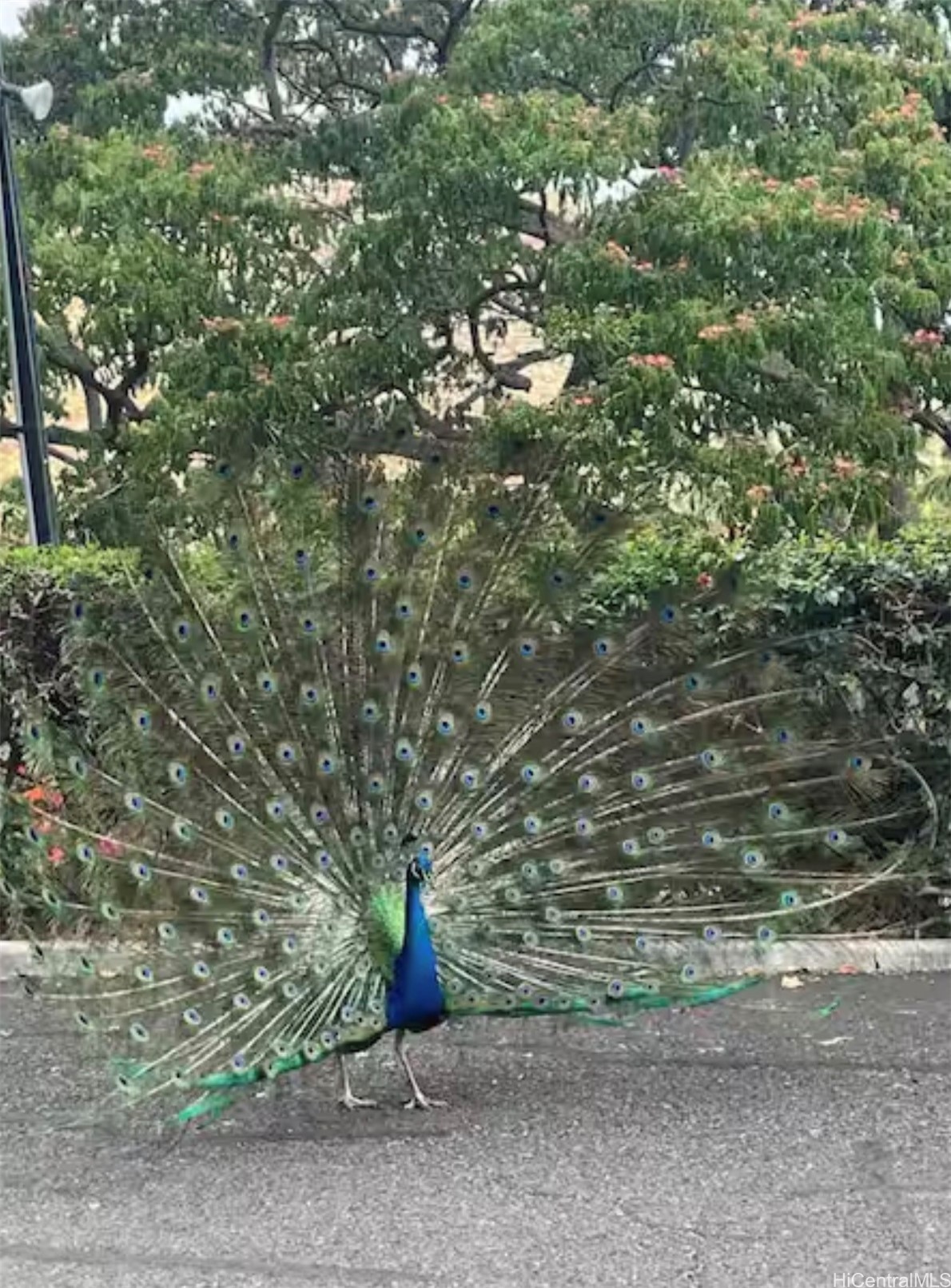 84-680 Kili Drive B1206