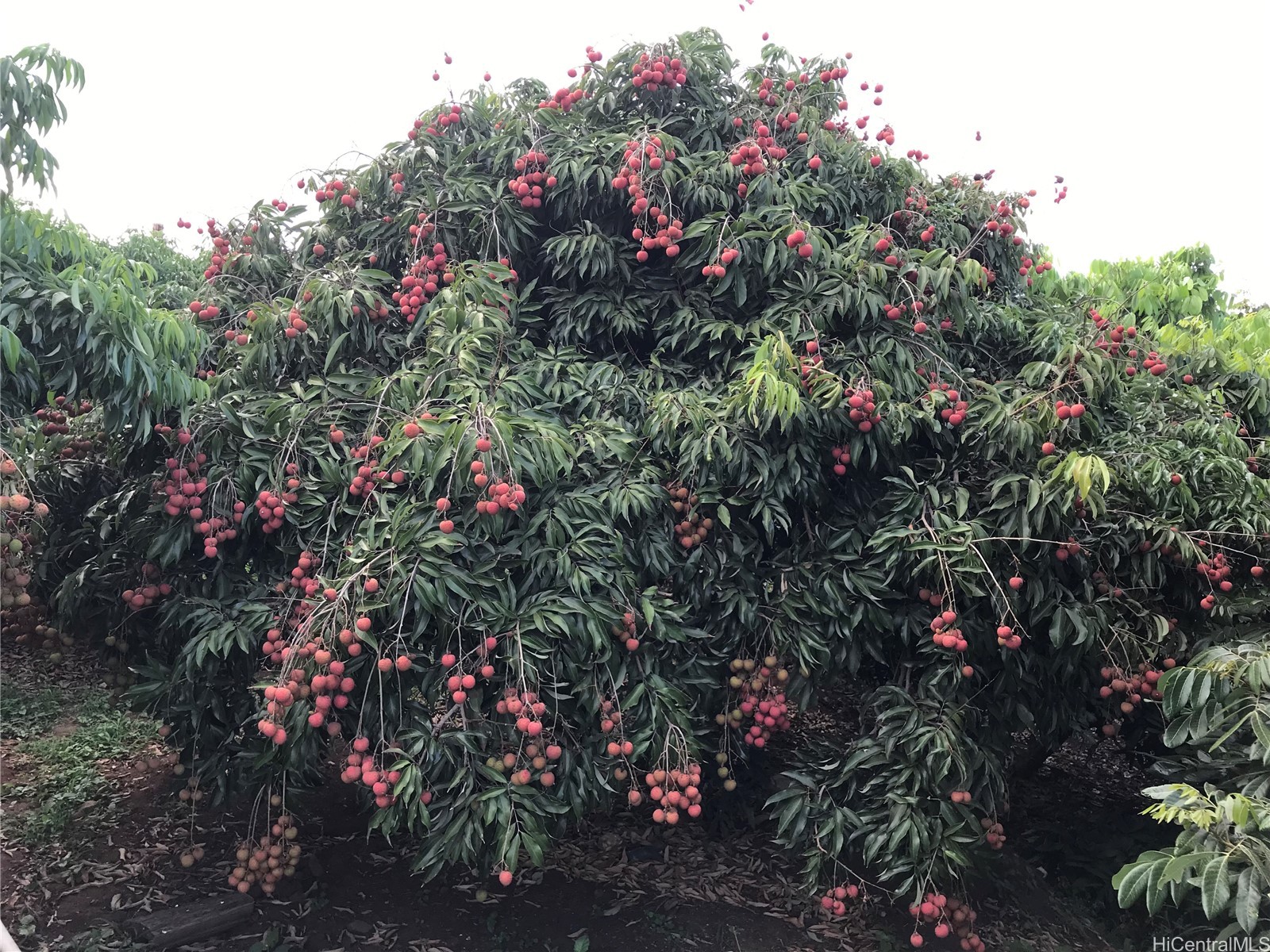 94-1100 Kunia Road 0045