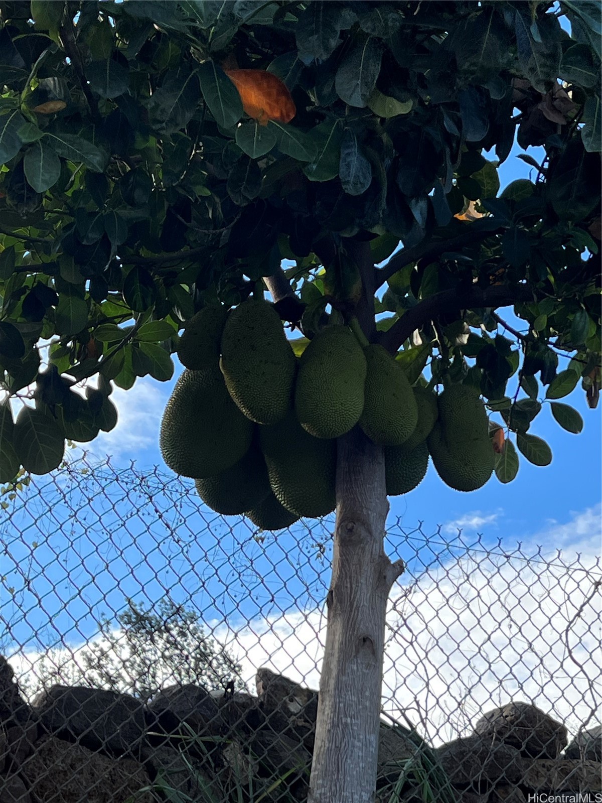 94-1100 Kunia Road 0045