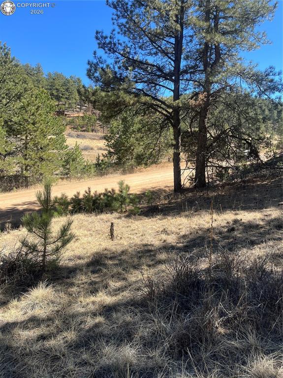 View of local wilderness