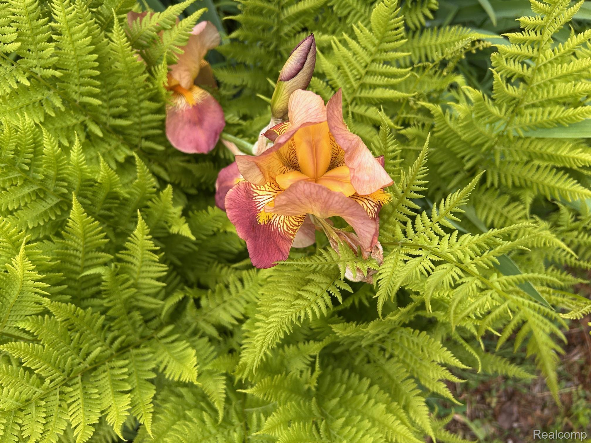 Taylor City, Michigan 48180, United States, 3 Bedrooms Bedrooms, ,2 BathroomsBathrooms,Residential,Coming Soon,168638