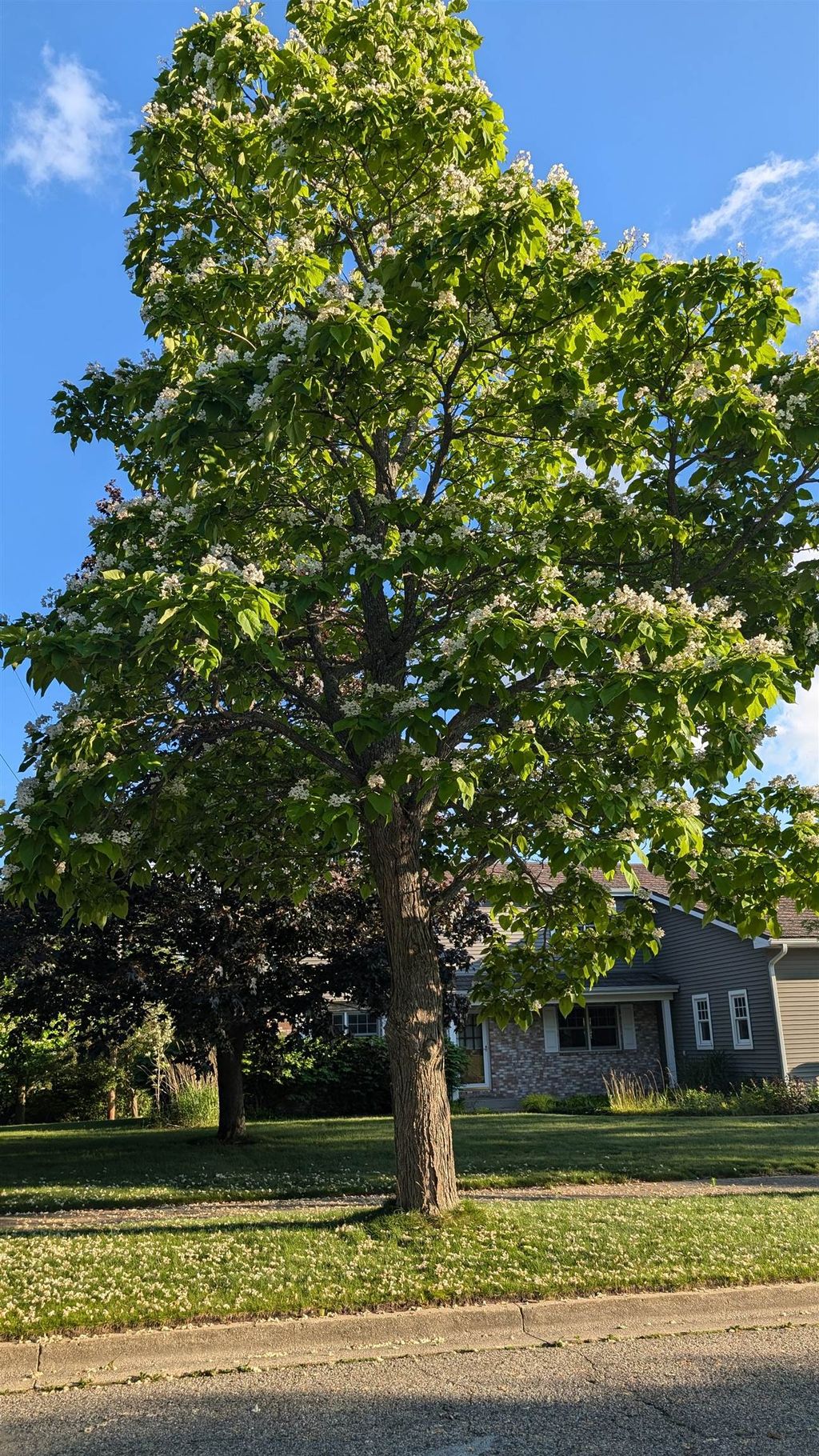 listing image 78