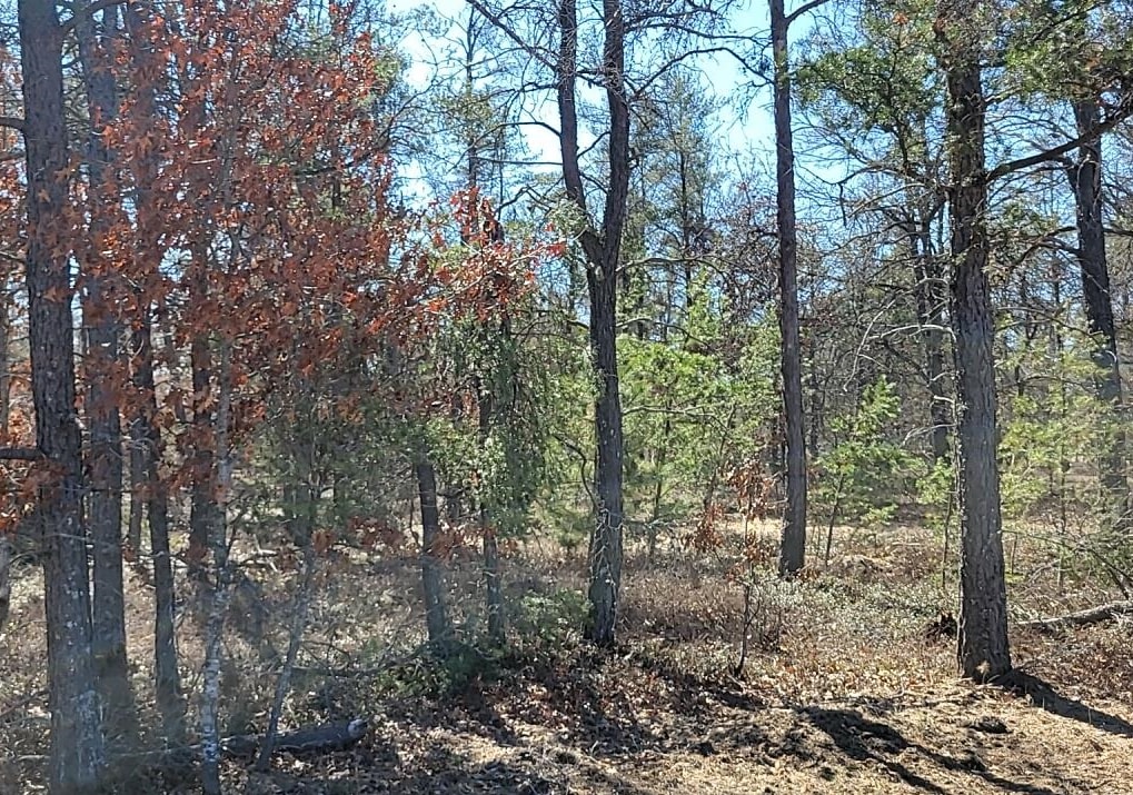 Site 9 Lumberjack Court
