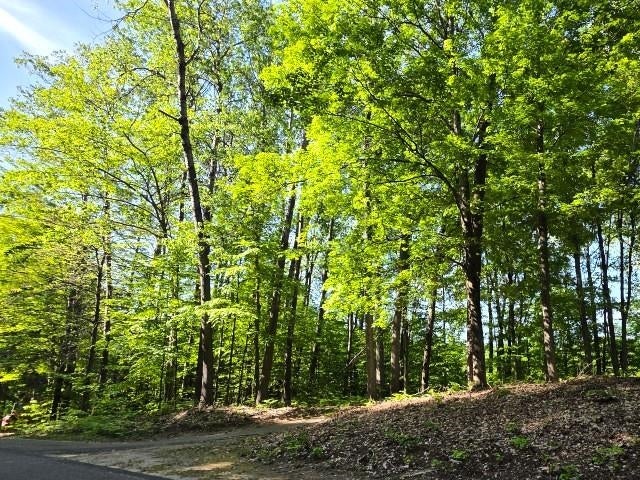2 Forest Trail