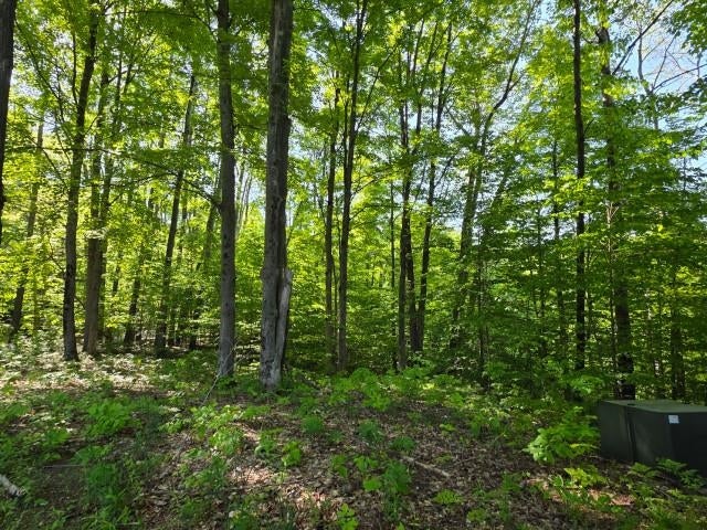 2 Forest Trail