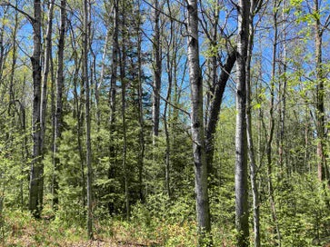 00 W Miller Road Elmer Township MI 49647