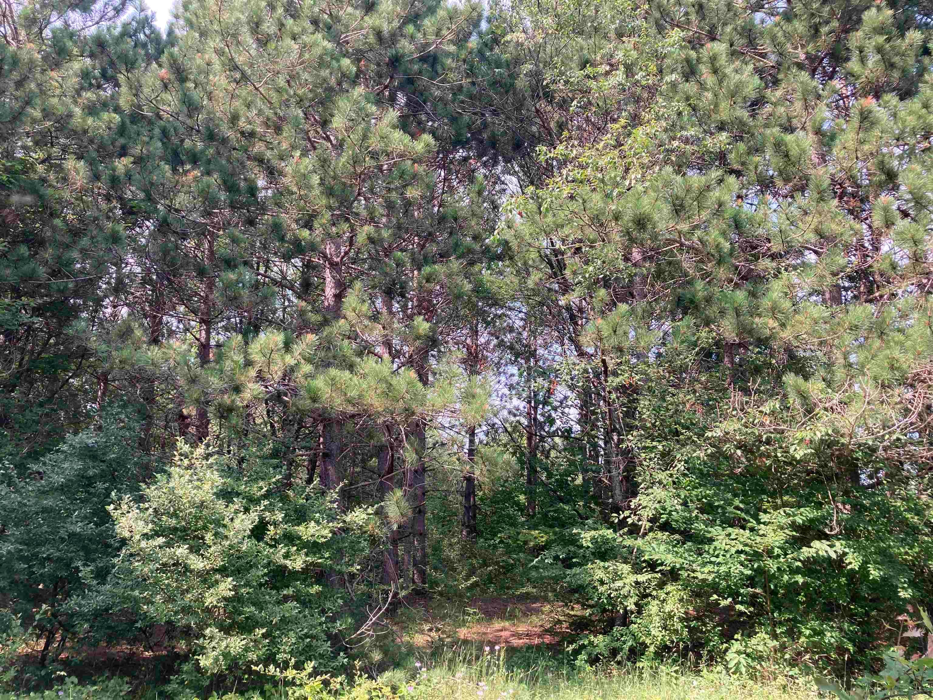 V/L-20A-M/L Mayhew Road