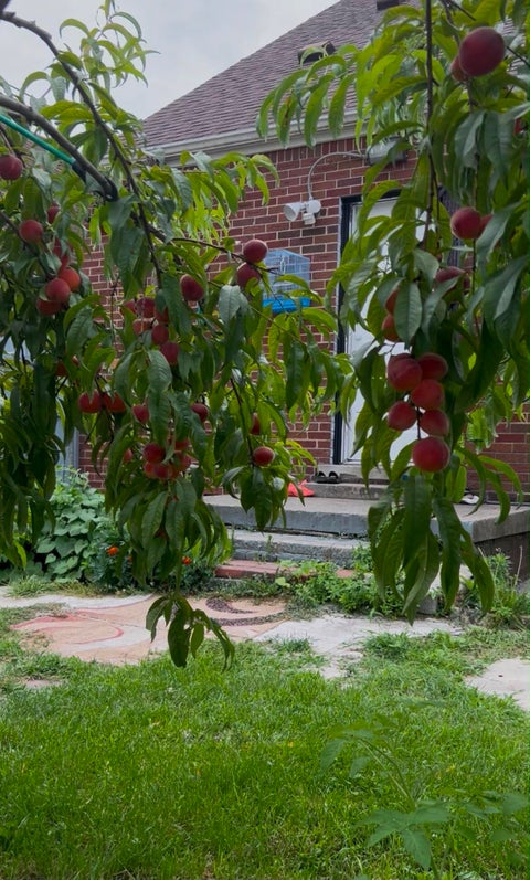 Tiny photo for 6878 Abington Avenue, Detroit City, MI 48228 (MLS # 81026045892)