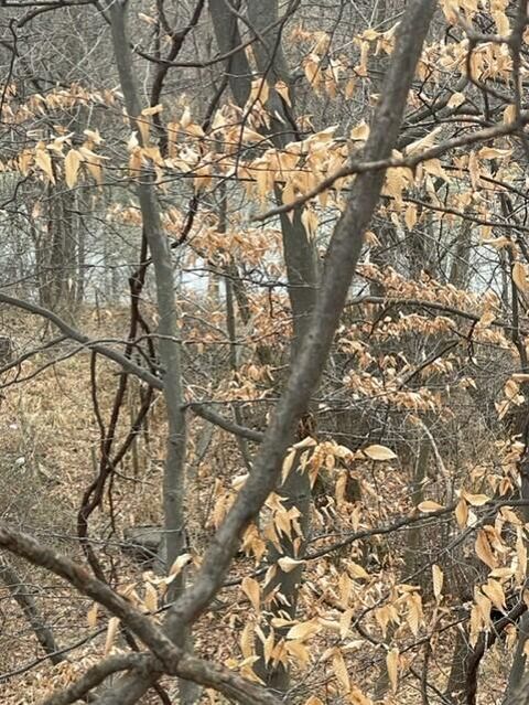 0 Wilson Street Coloma City MI 49038