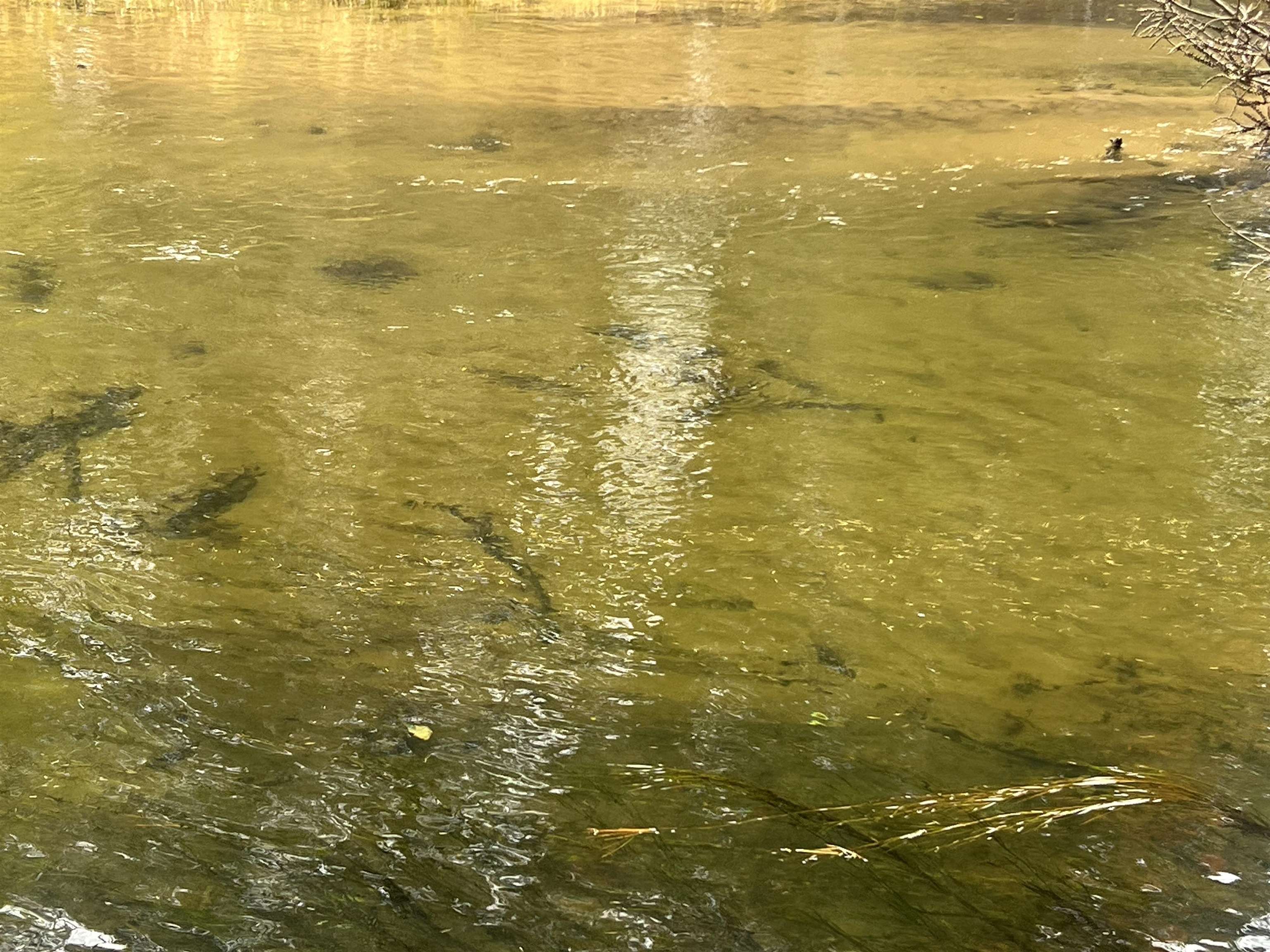 6051 Manistee River Road