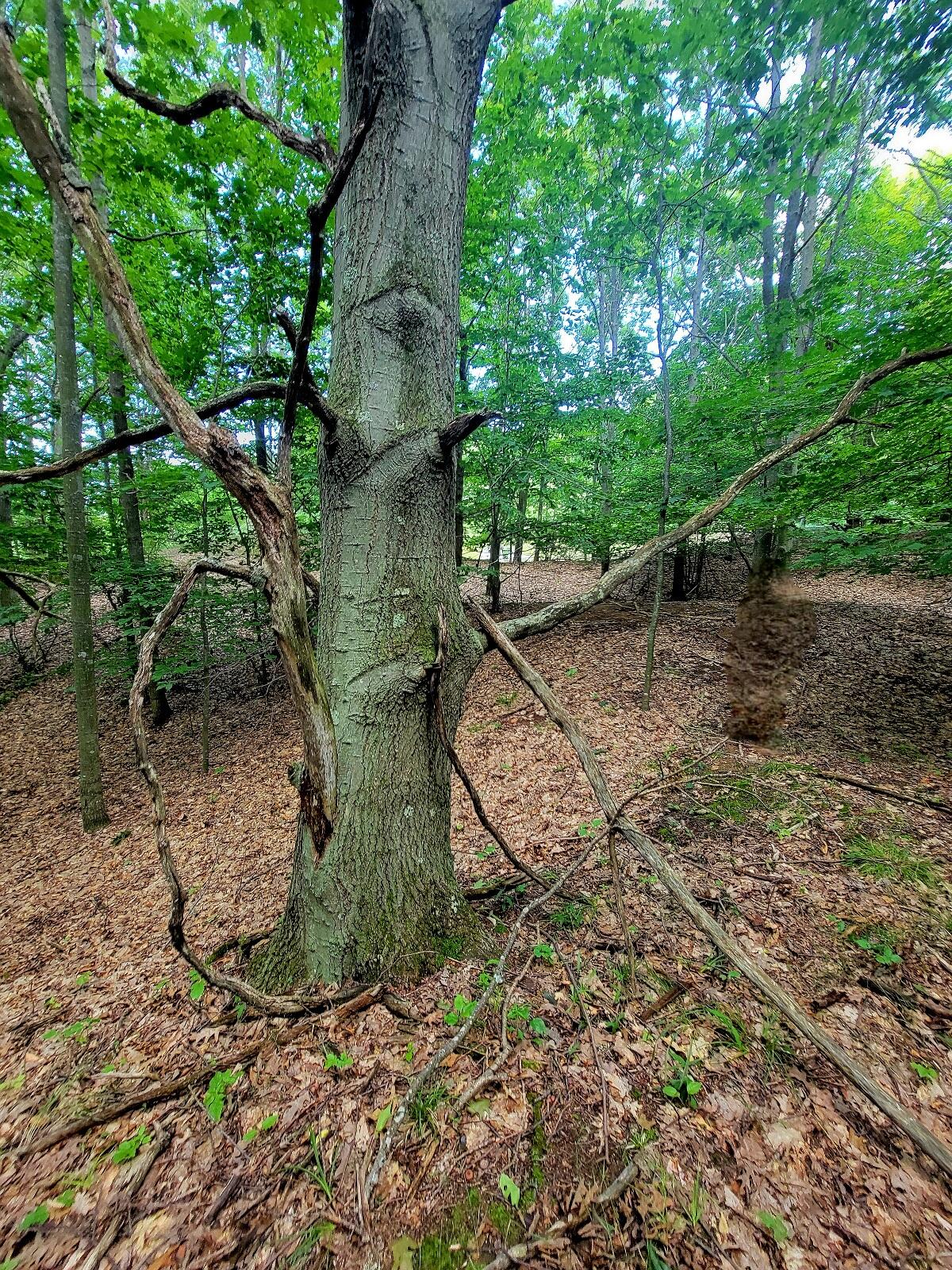 Maxey Road 7.2 acres