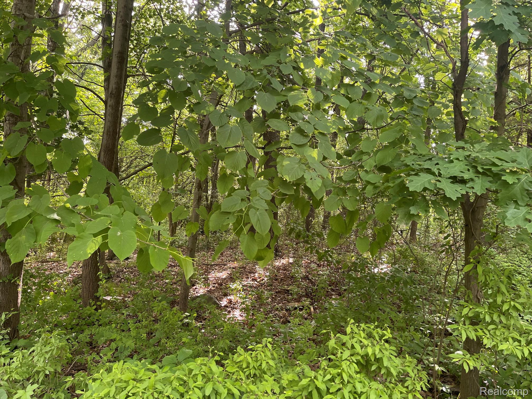 09 Tipsico Lake Road
