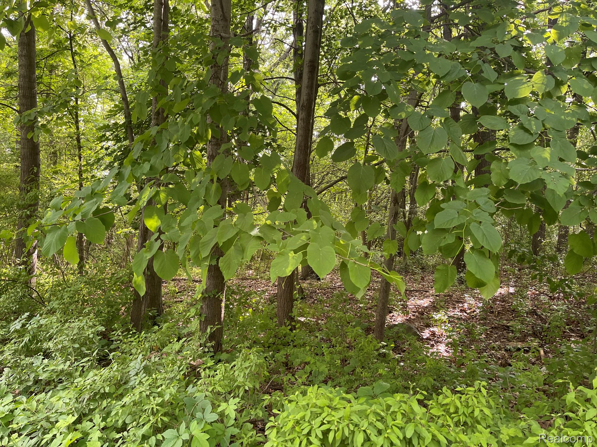 09 Tipsico Lake Road