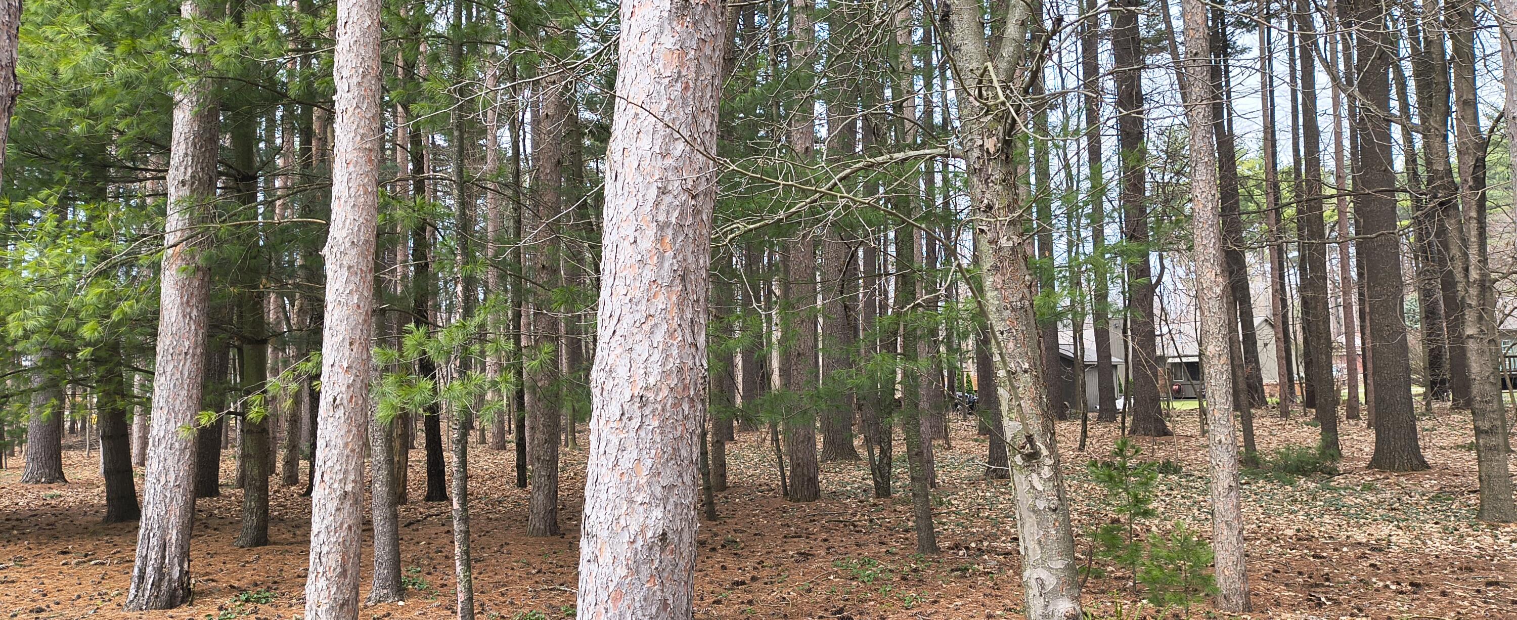 4031 Emerald Pines Drive