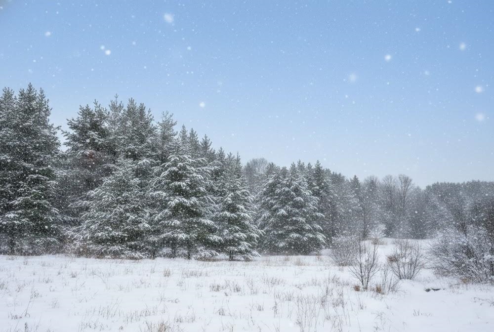 20.71 Spruce Hollow Trace