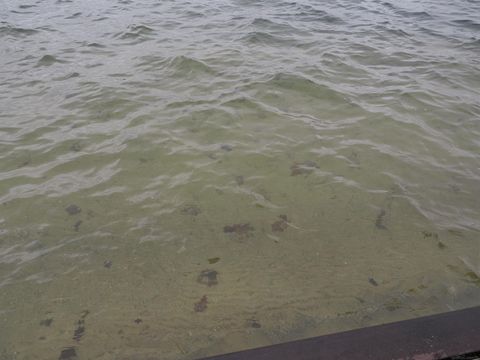 Tiny photo for 7481 E Cedar Lake Drive, Oscoda Charter Township, MI 48738 (MLS # 58050203242)