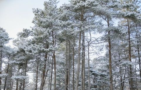 Parcel N 2 1/2 Road Hanover Township MI 49620