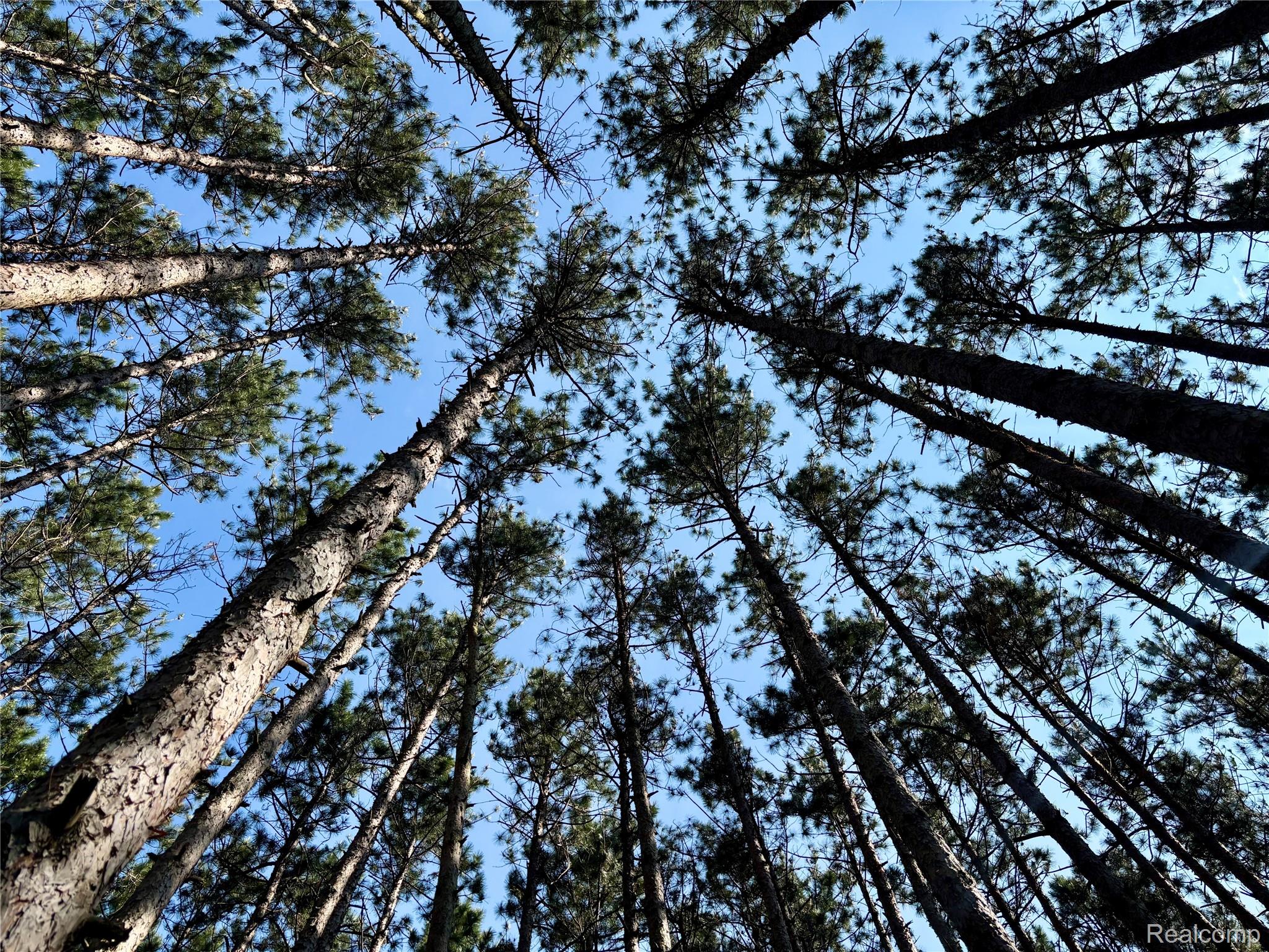 0000 Loggers Pass