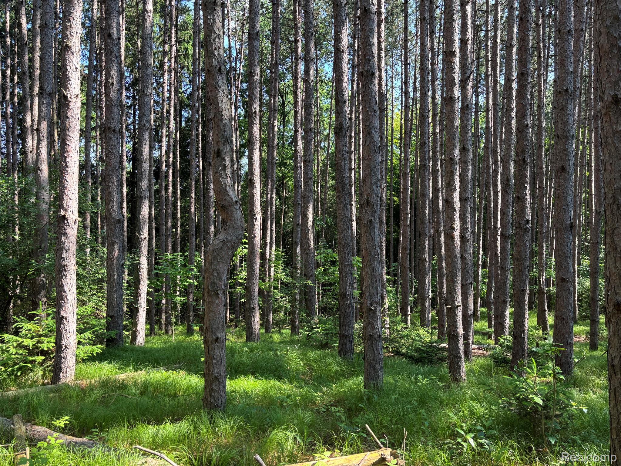 0000 Loggers Pass