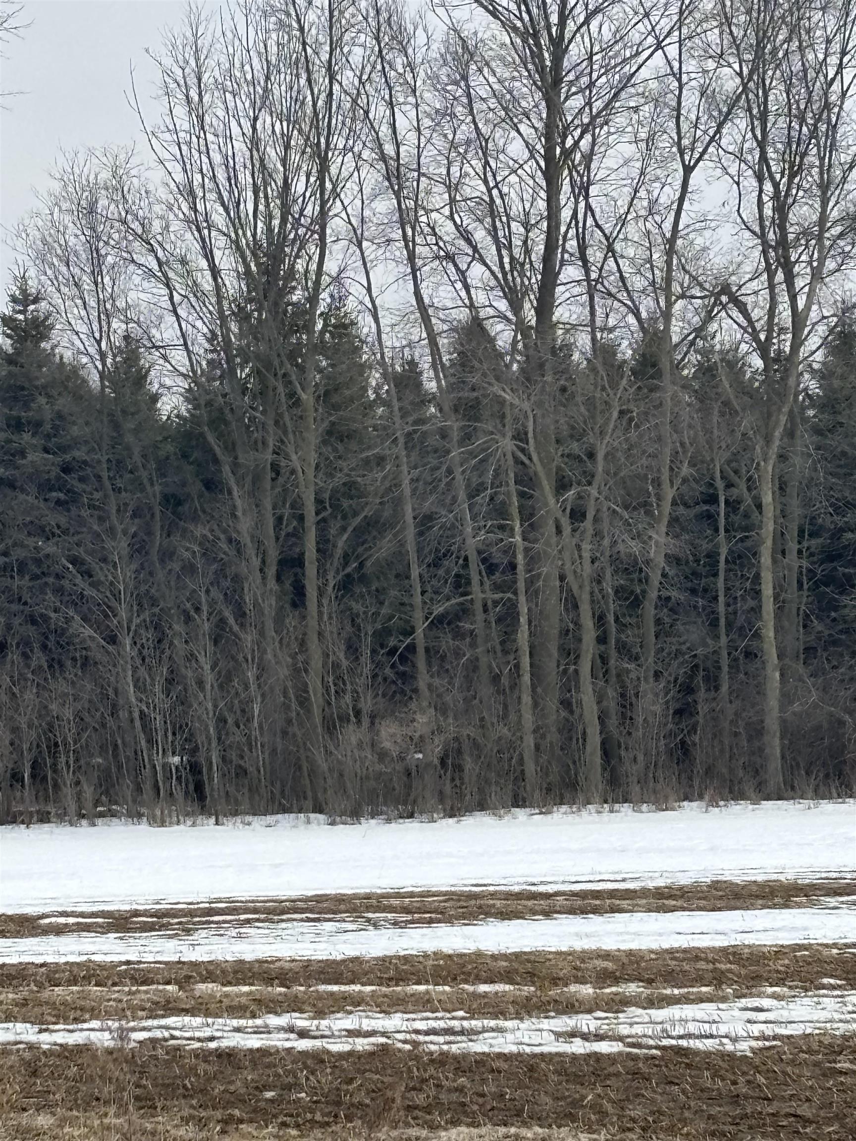 000 Pine Ridge Drive