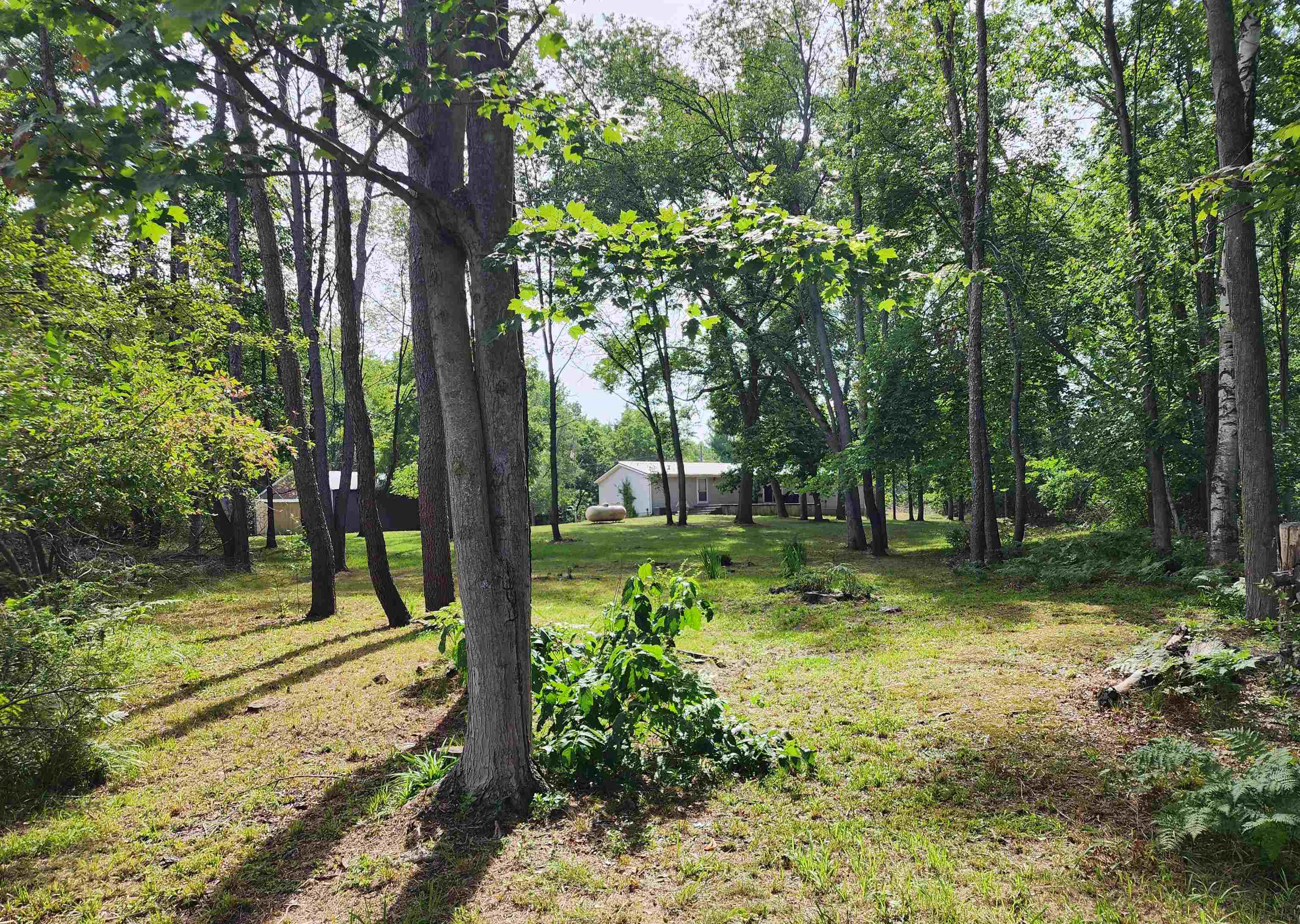 3560 Pine Tree