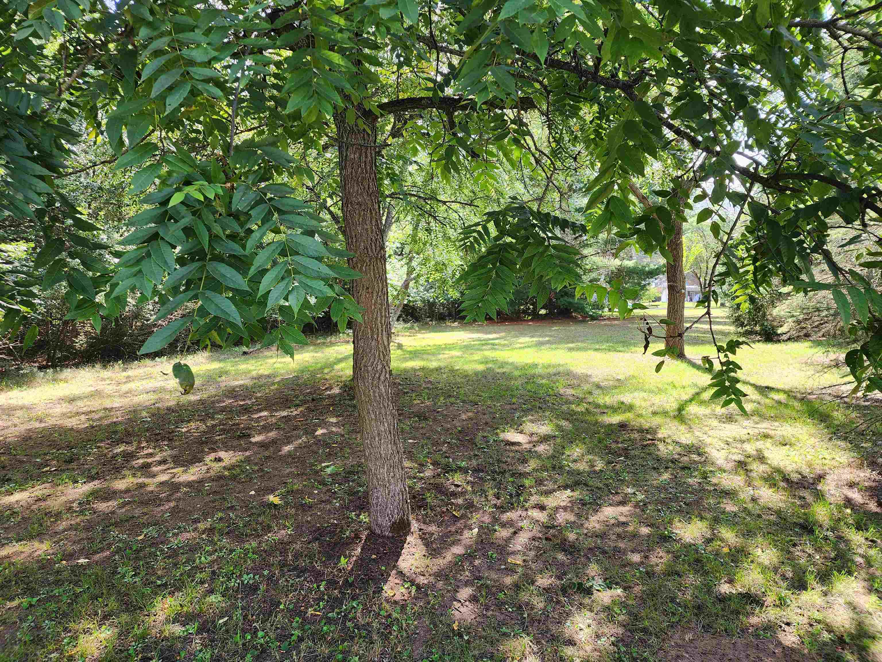 3560 Pine Tree
