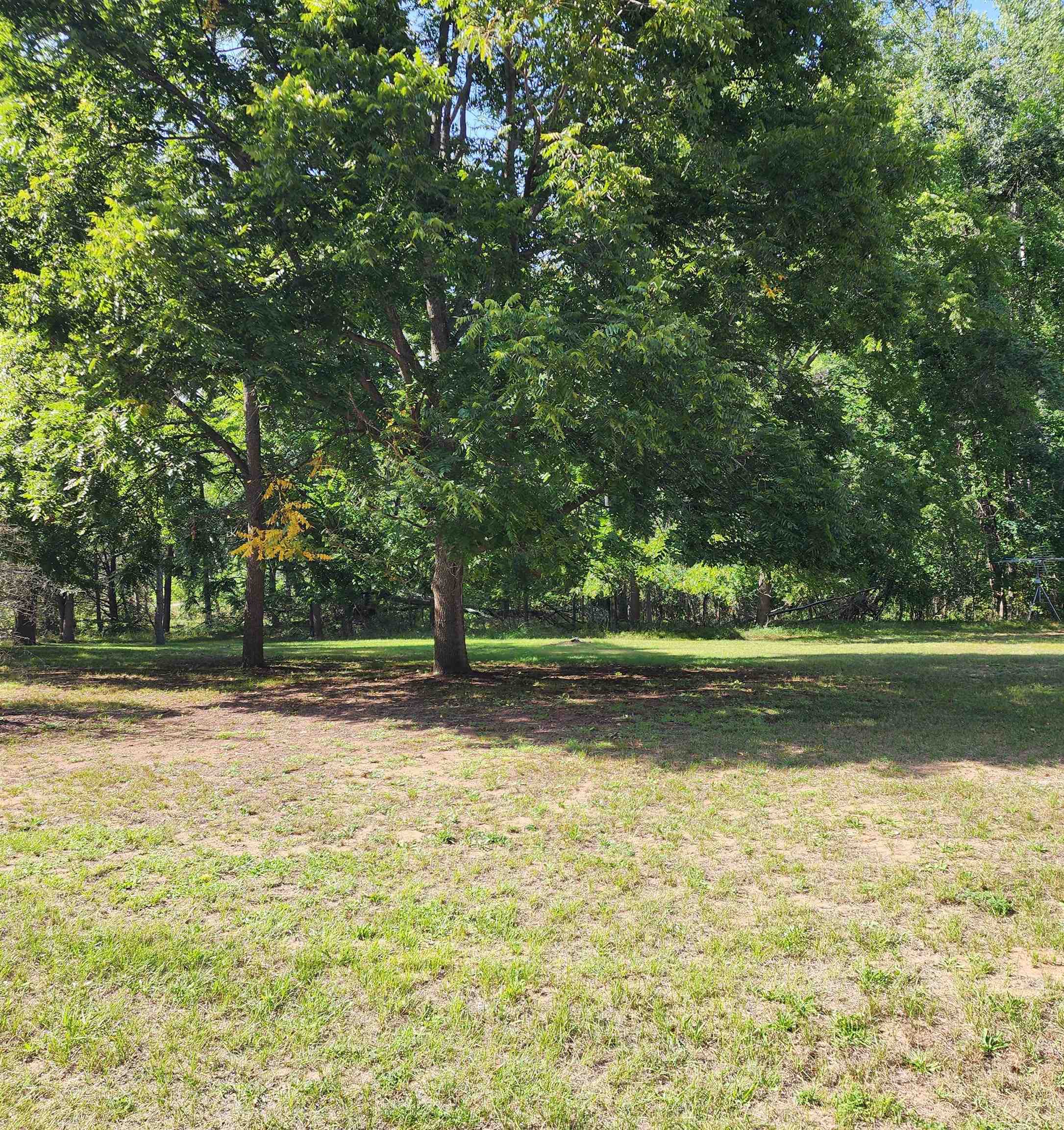 3560 Pine Tree
